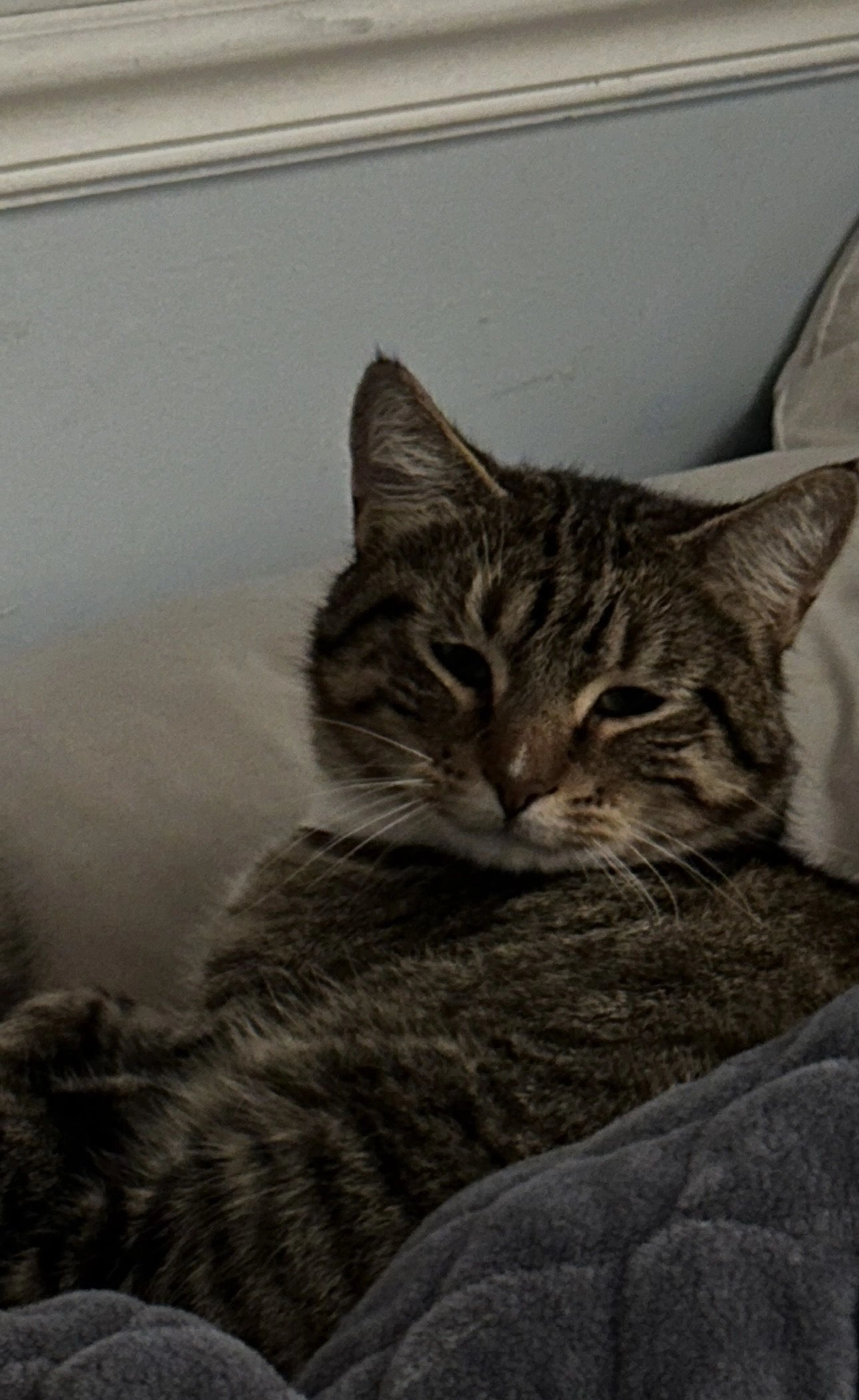 Lost pet-1