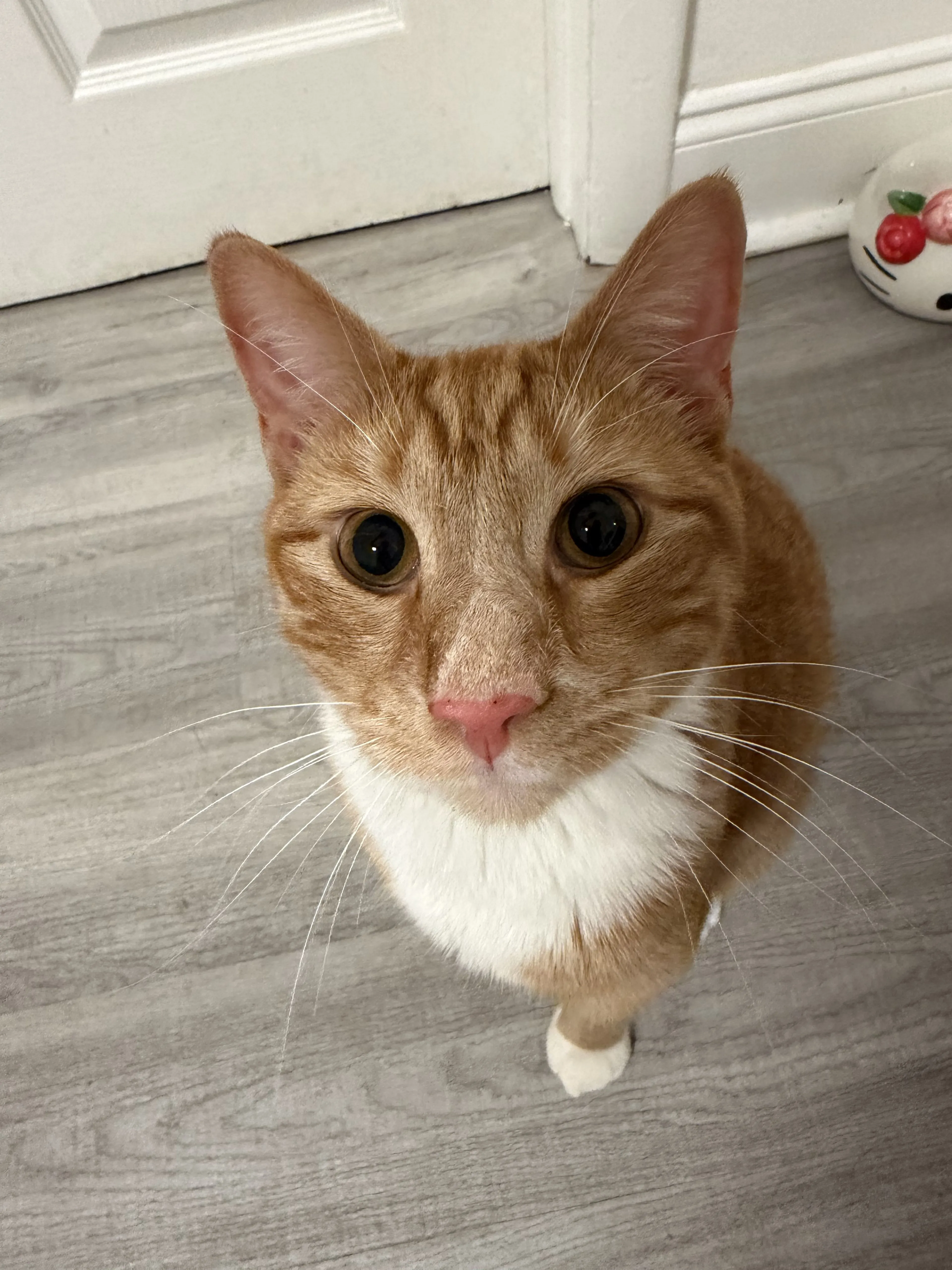 Lost pet