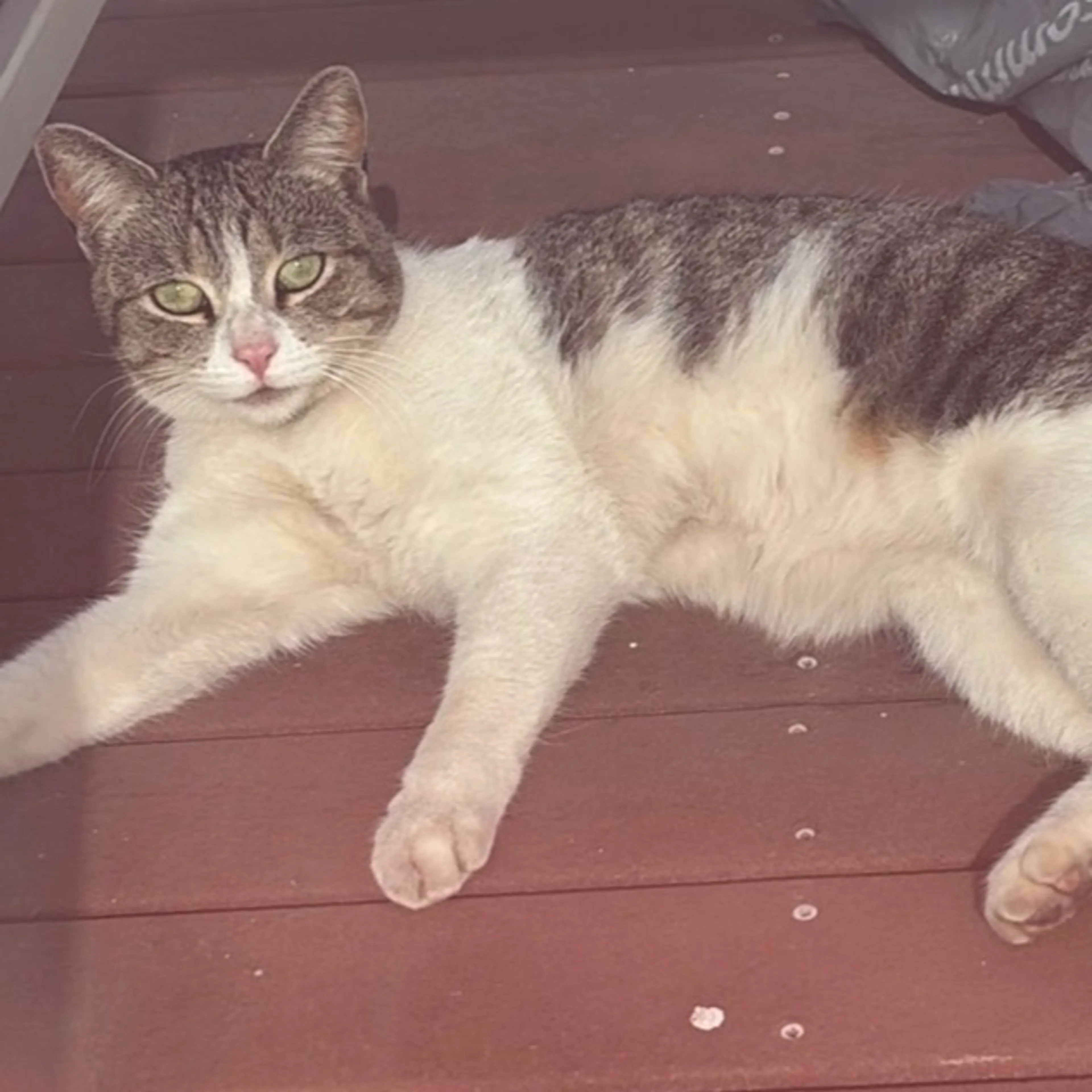 Lost pet