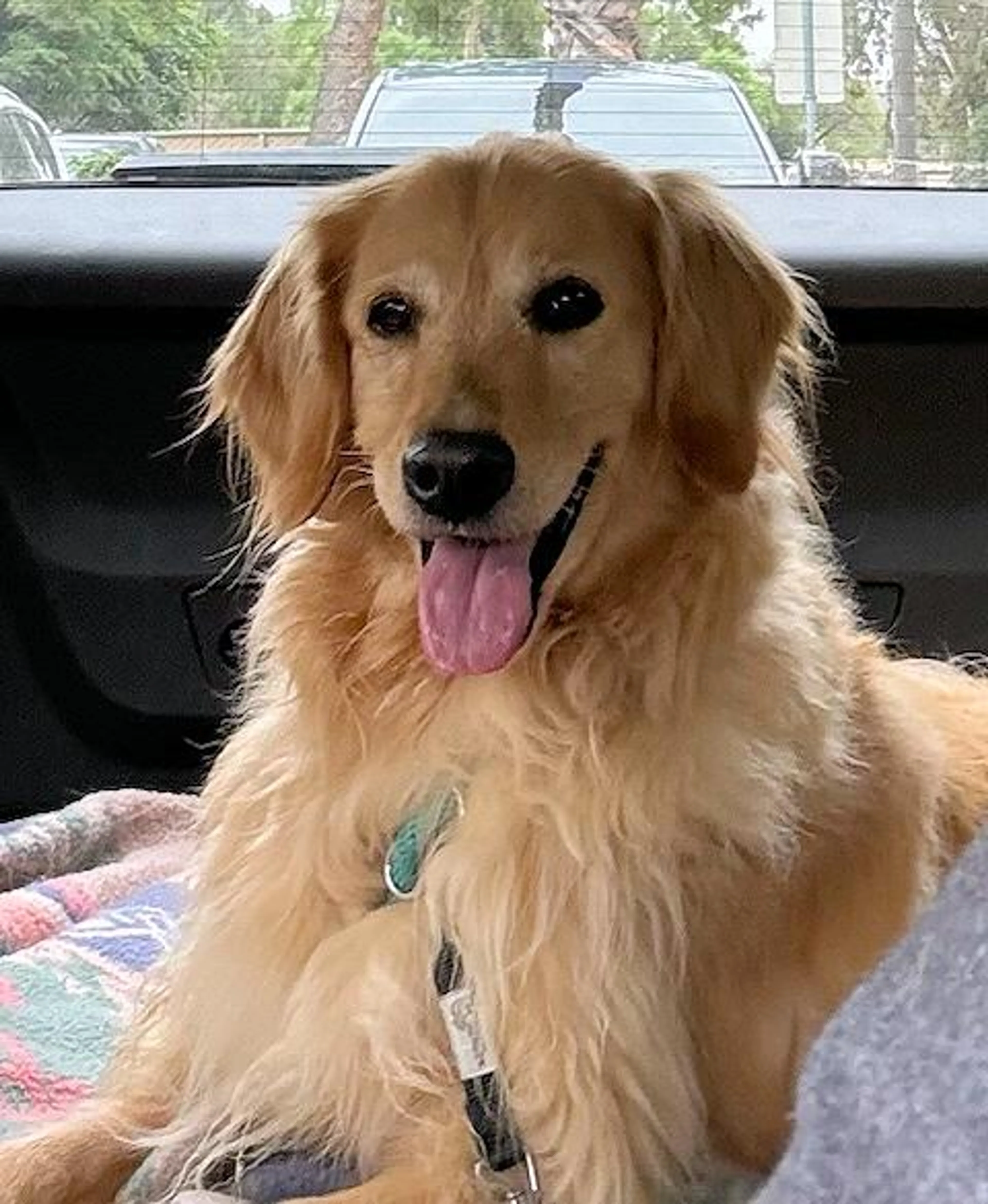 Found pet-2