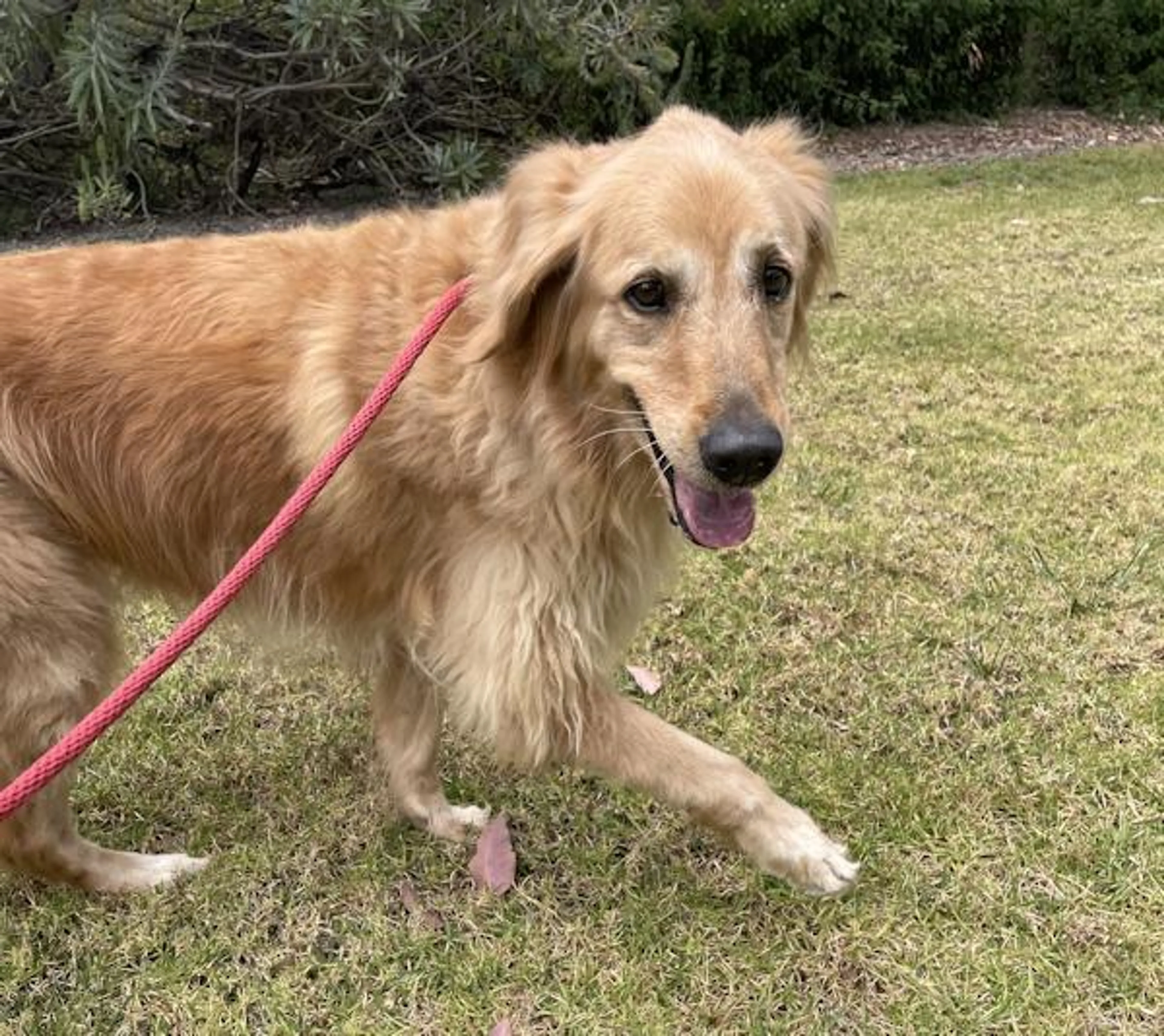 Found pet-4
