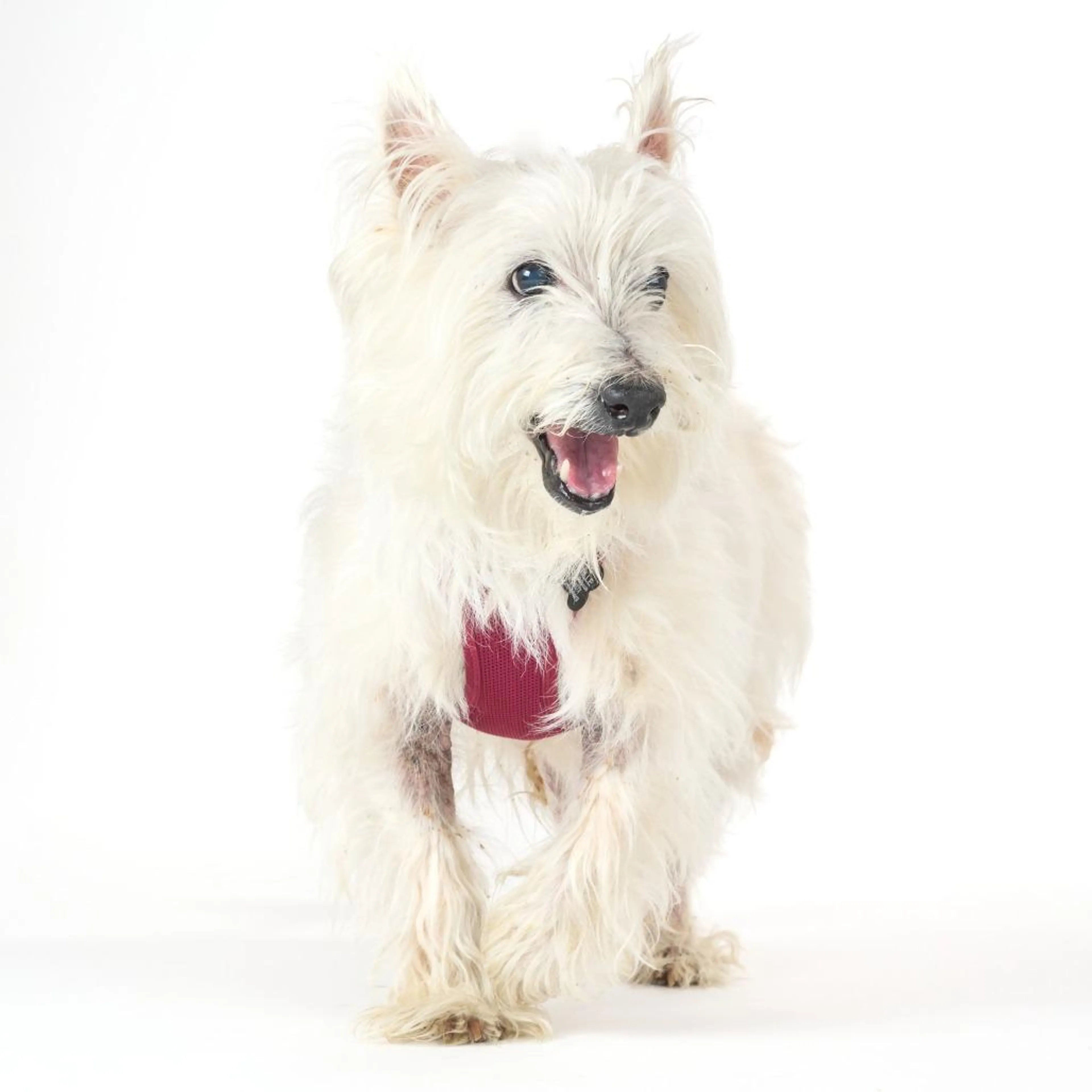 Found pet-1