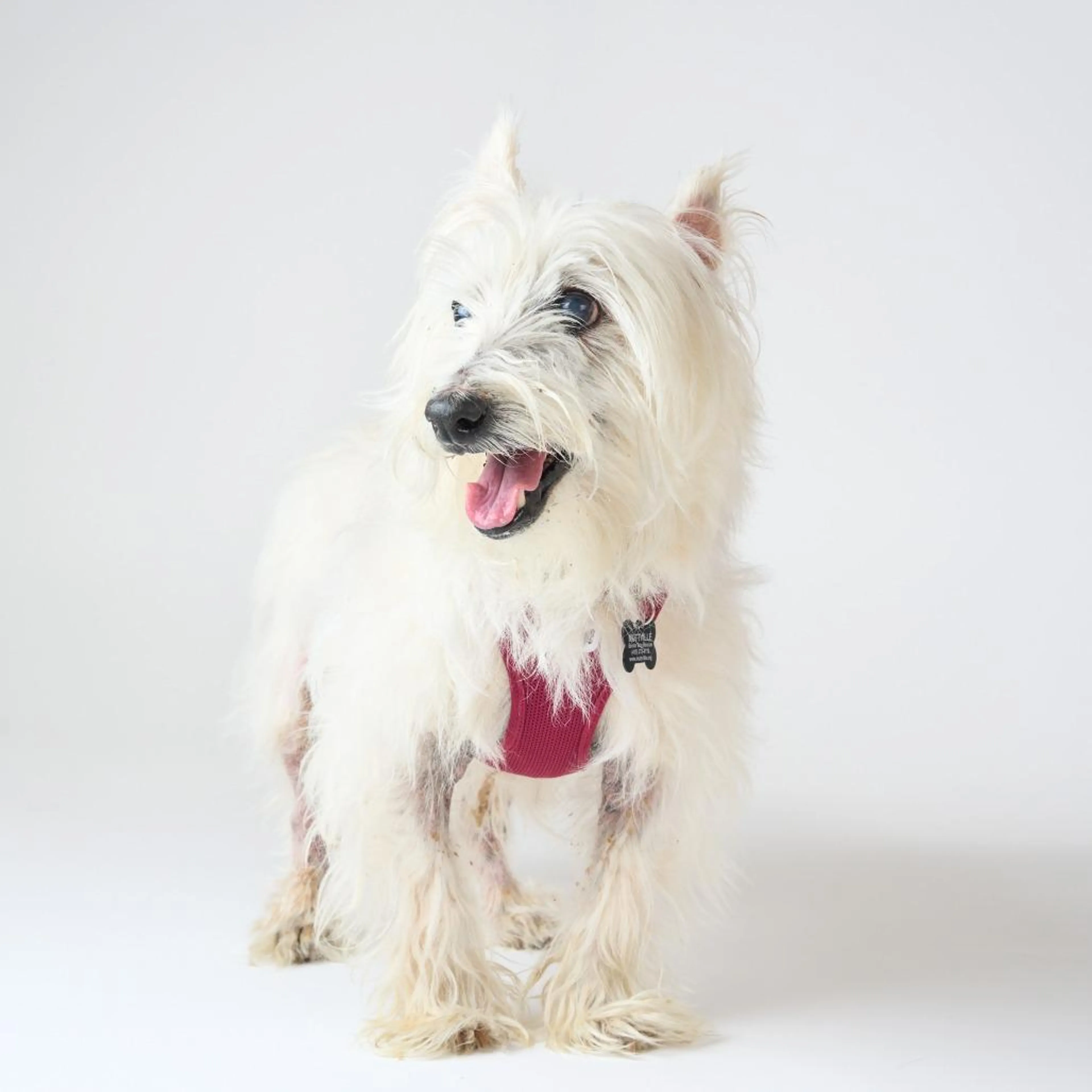 Found pet-4