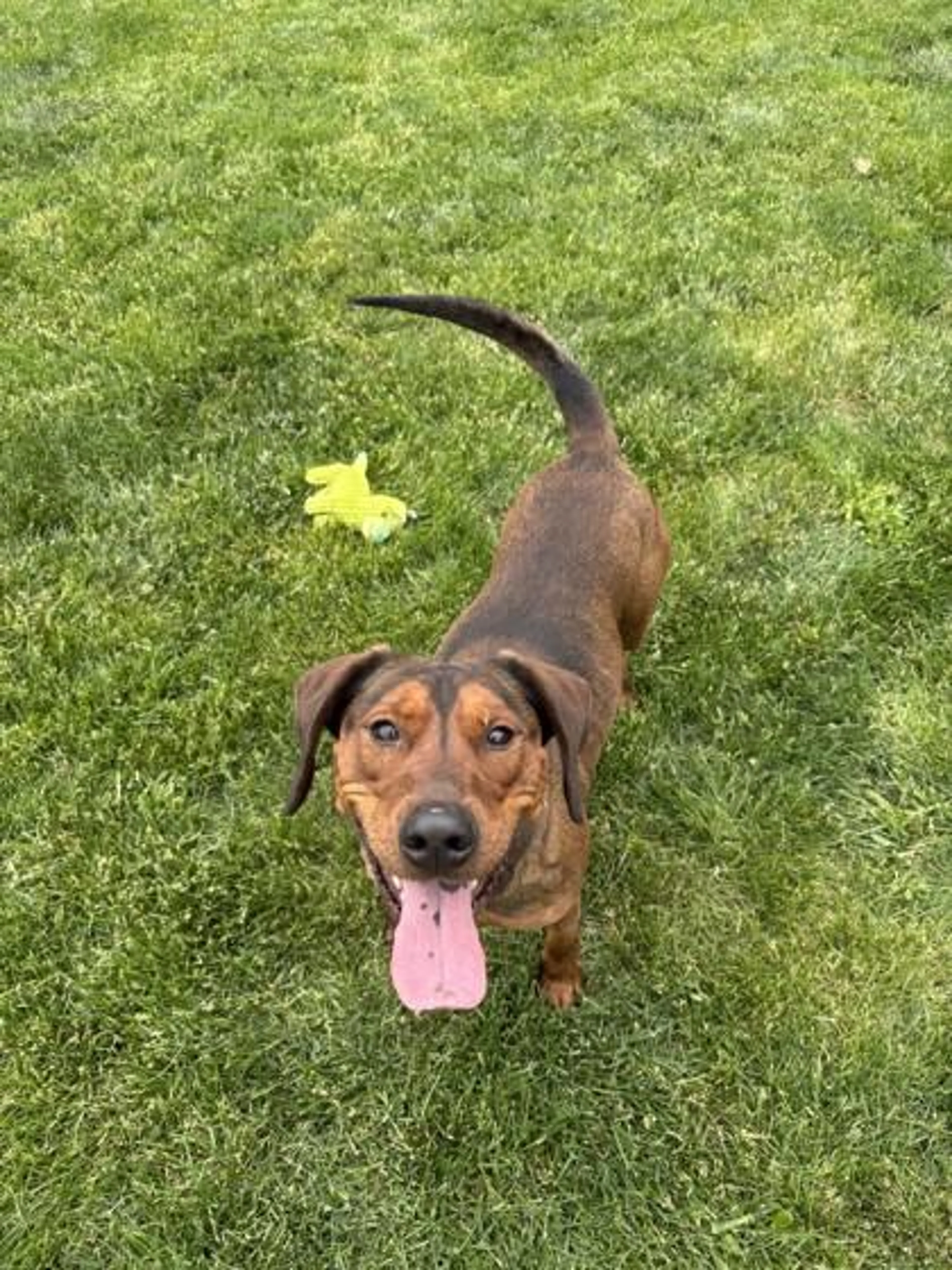 Found pet