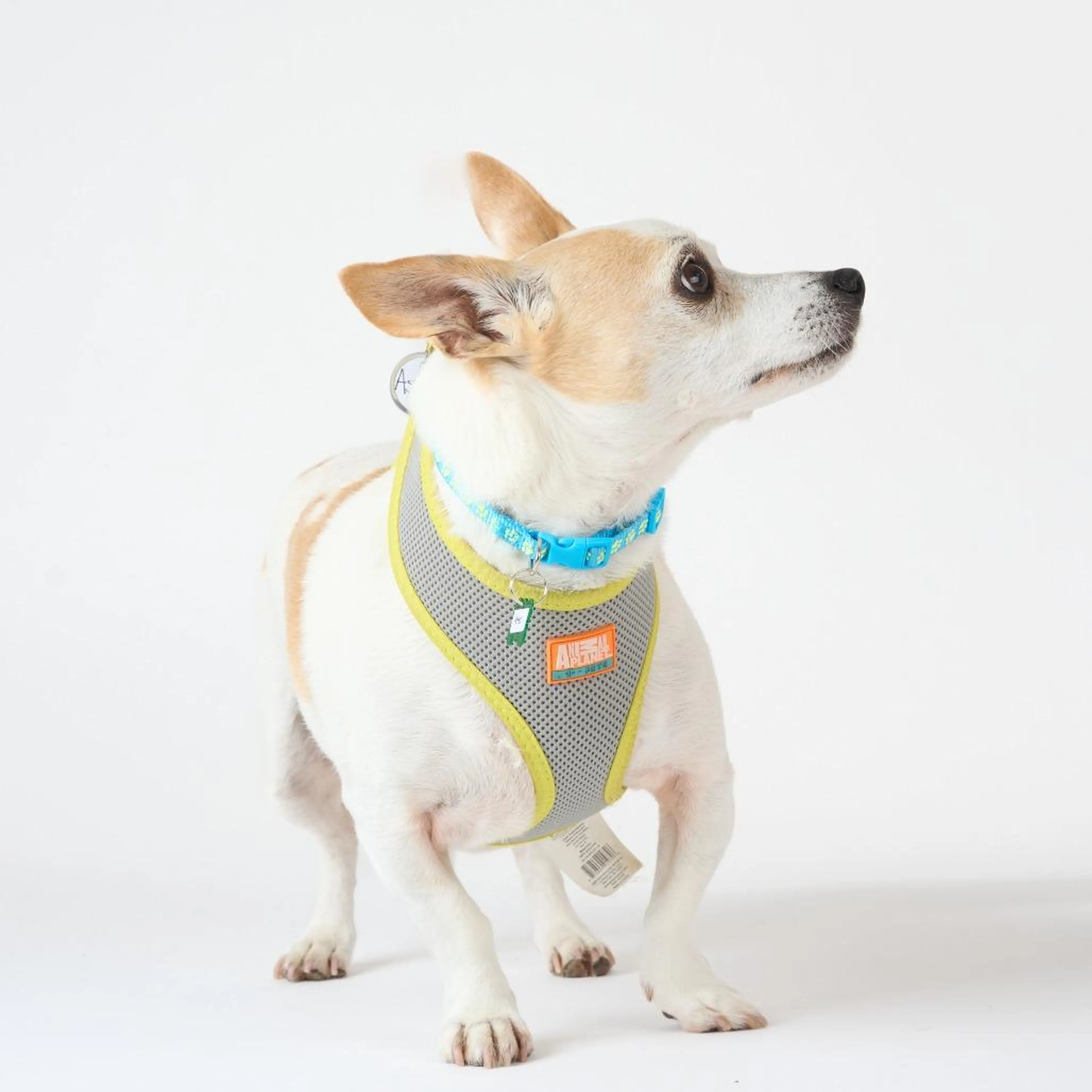 Found pet-4
