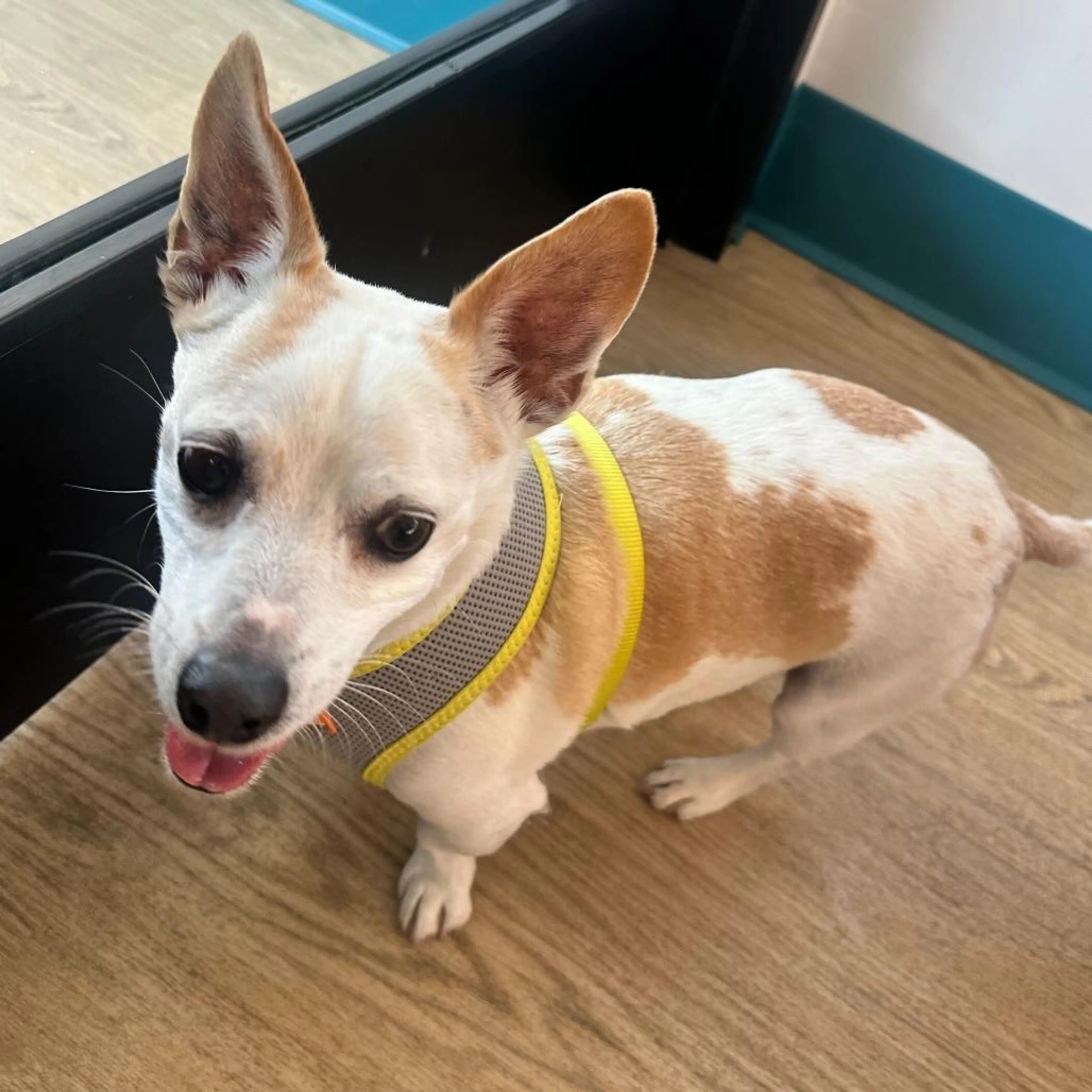 Found pet-1