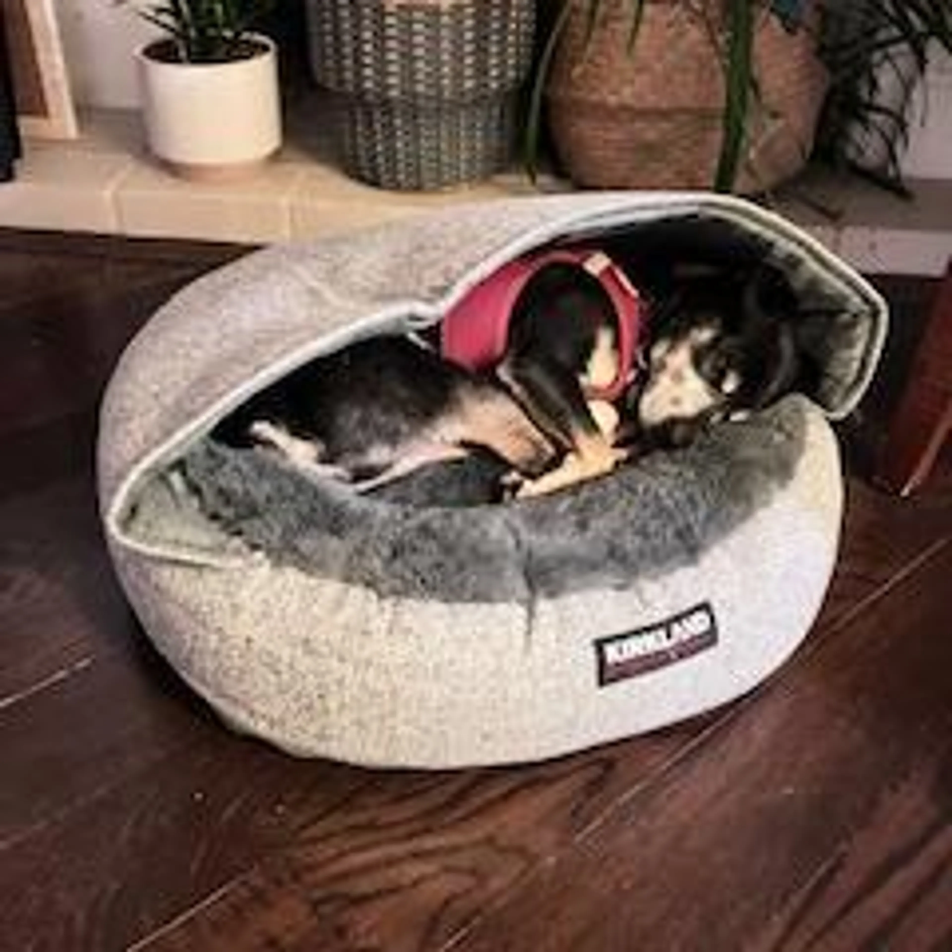 Found pet-1
