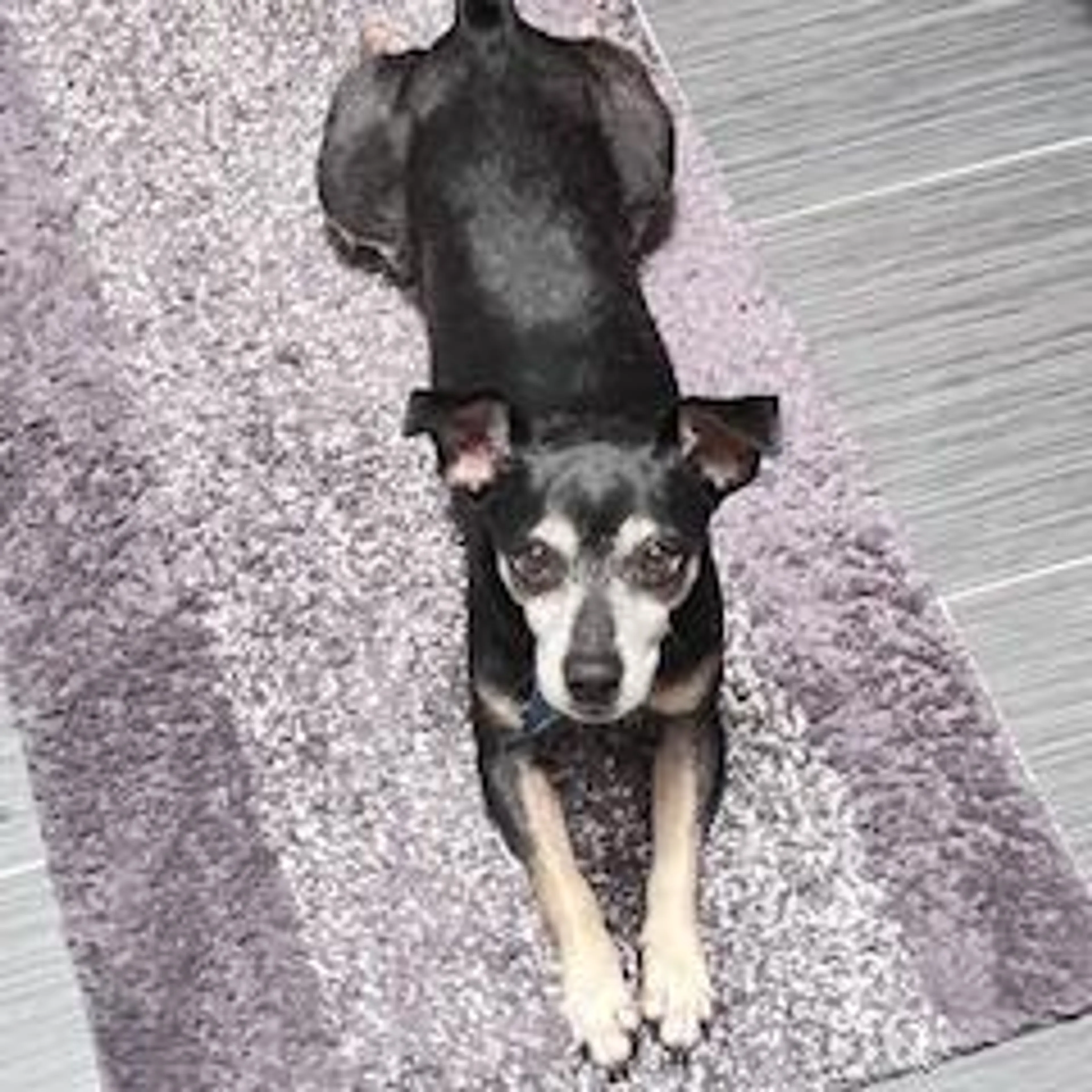 Found pet-2