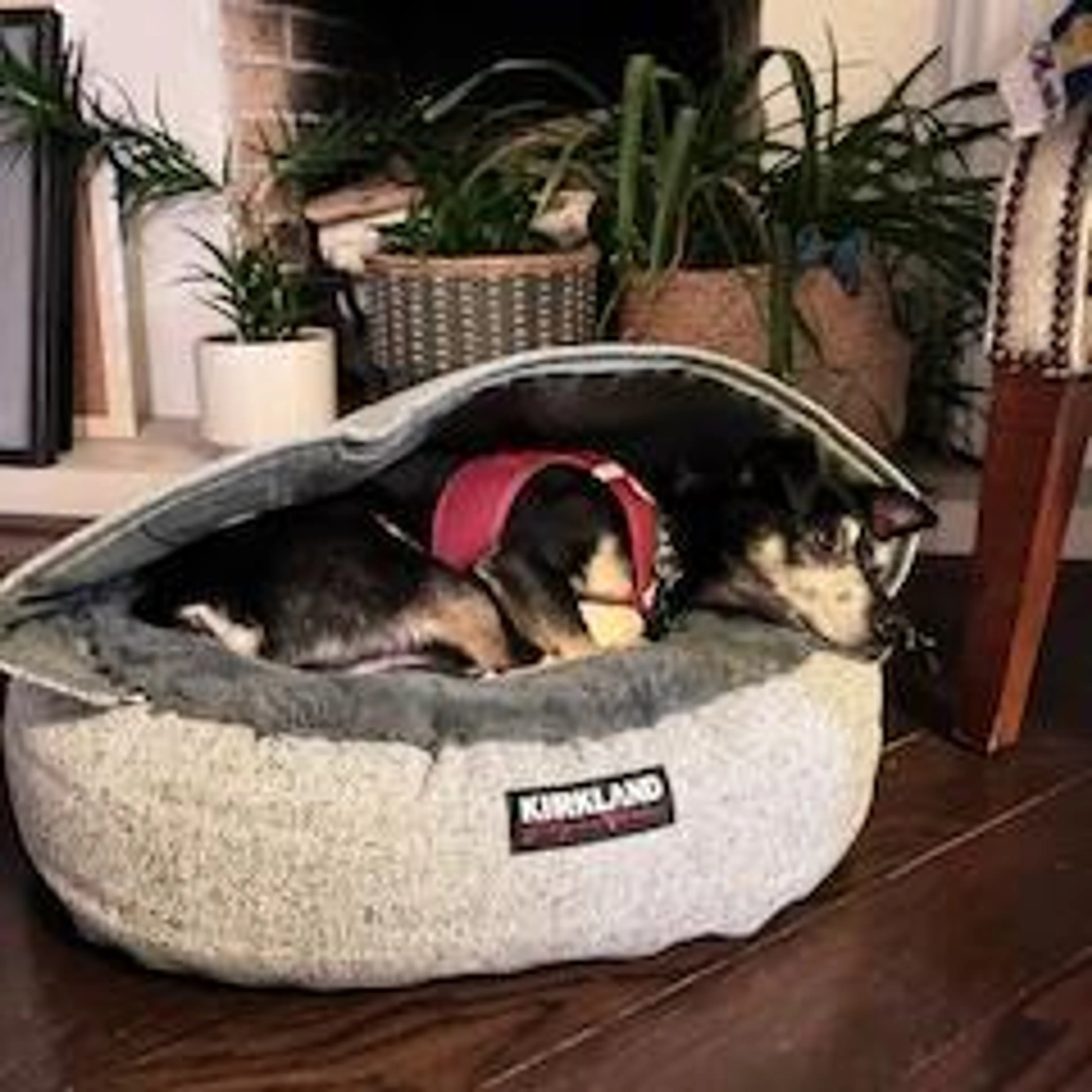 Found pet-4