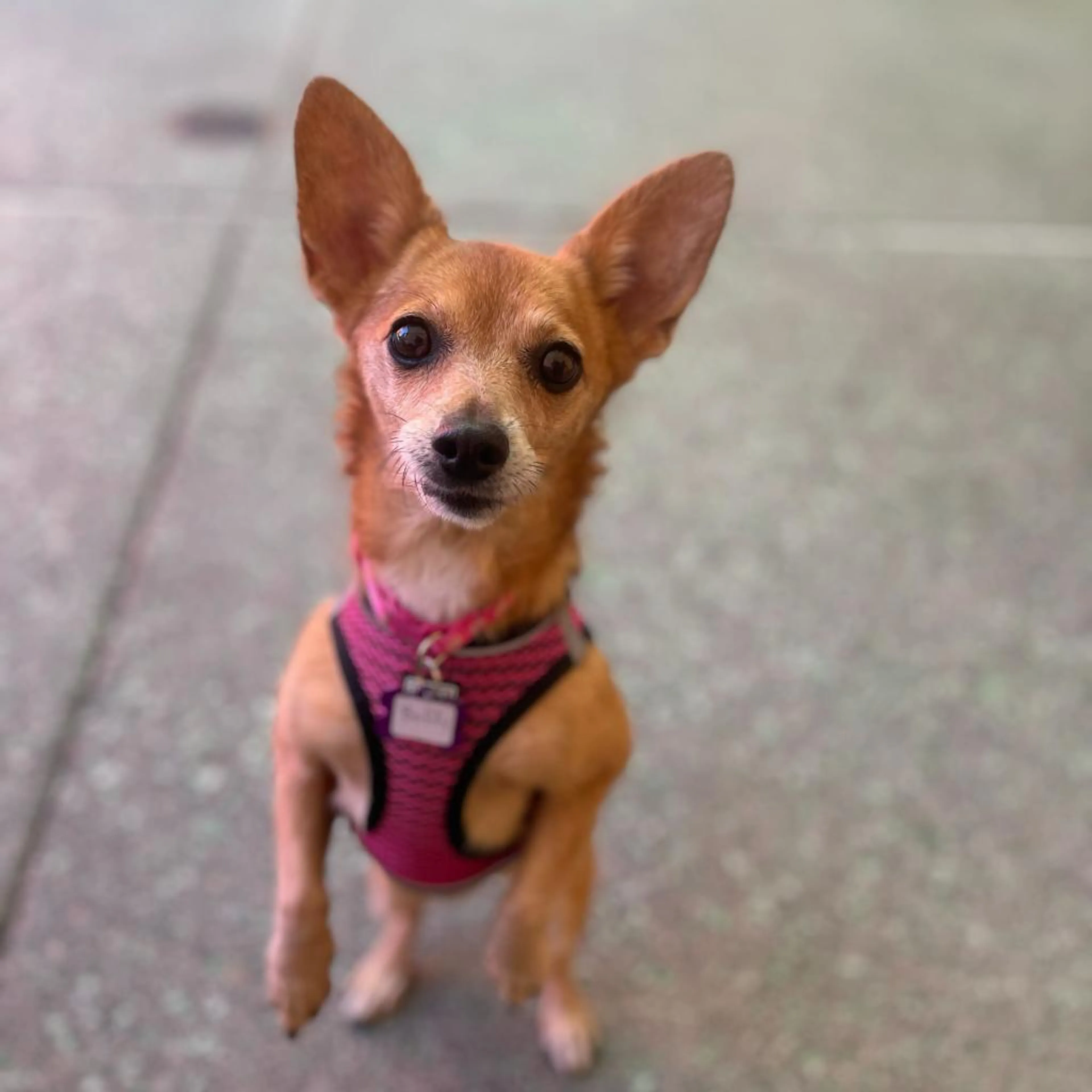 Found pet-3