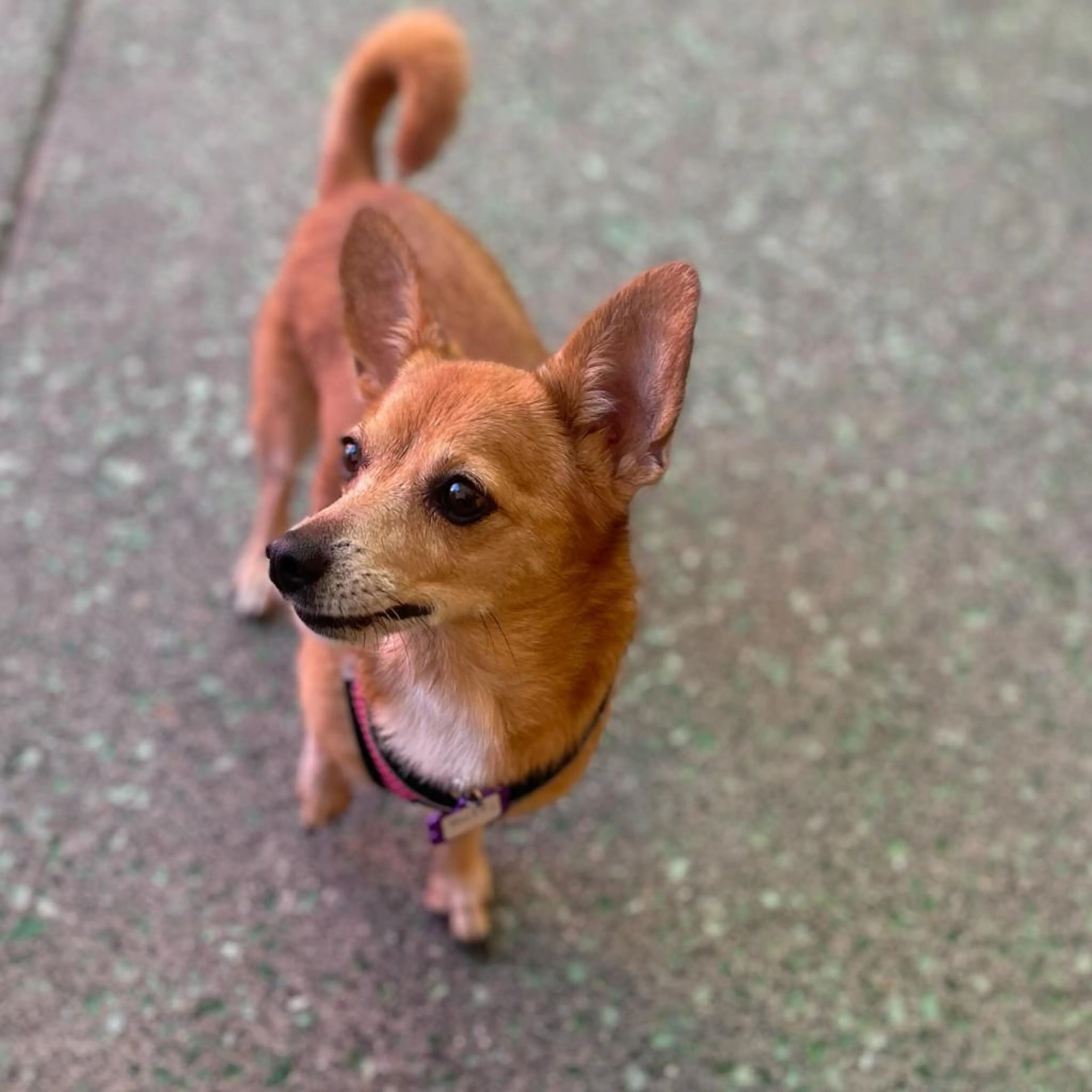 Found pet-5