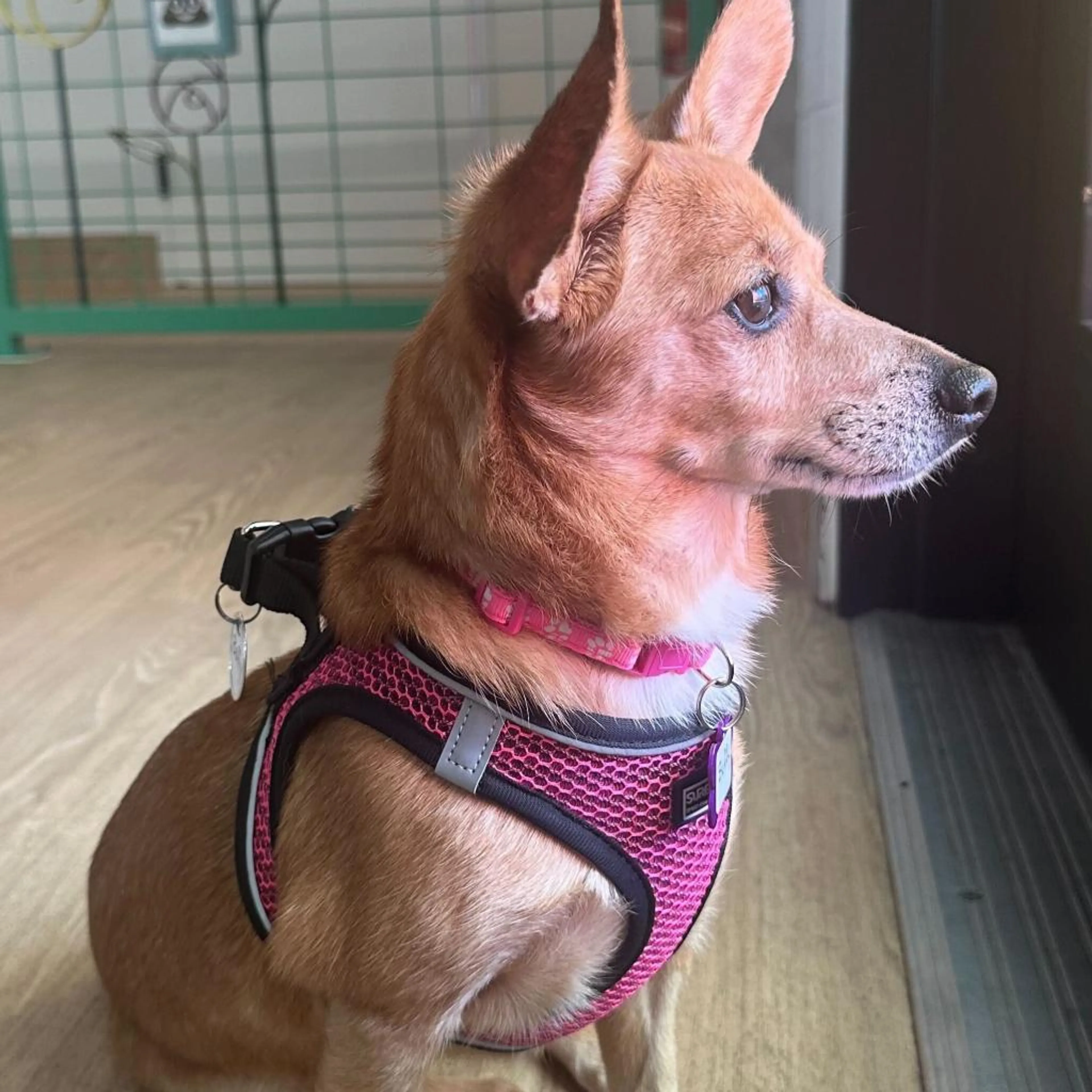 Found pet-4