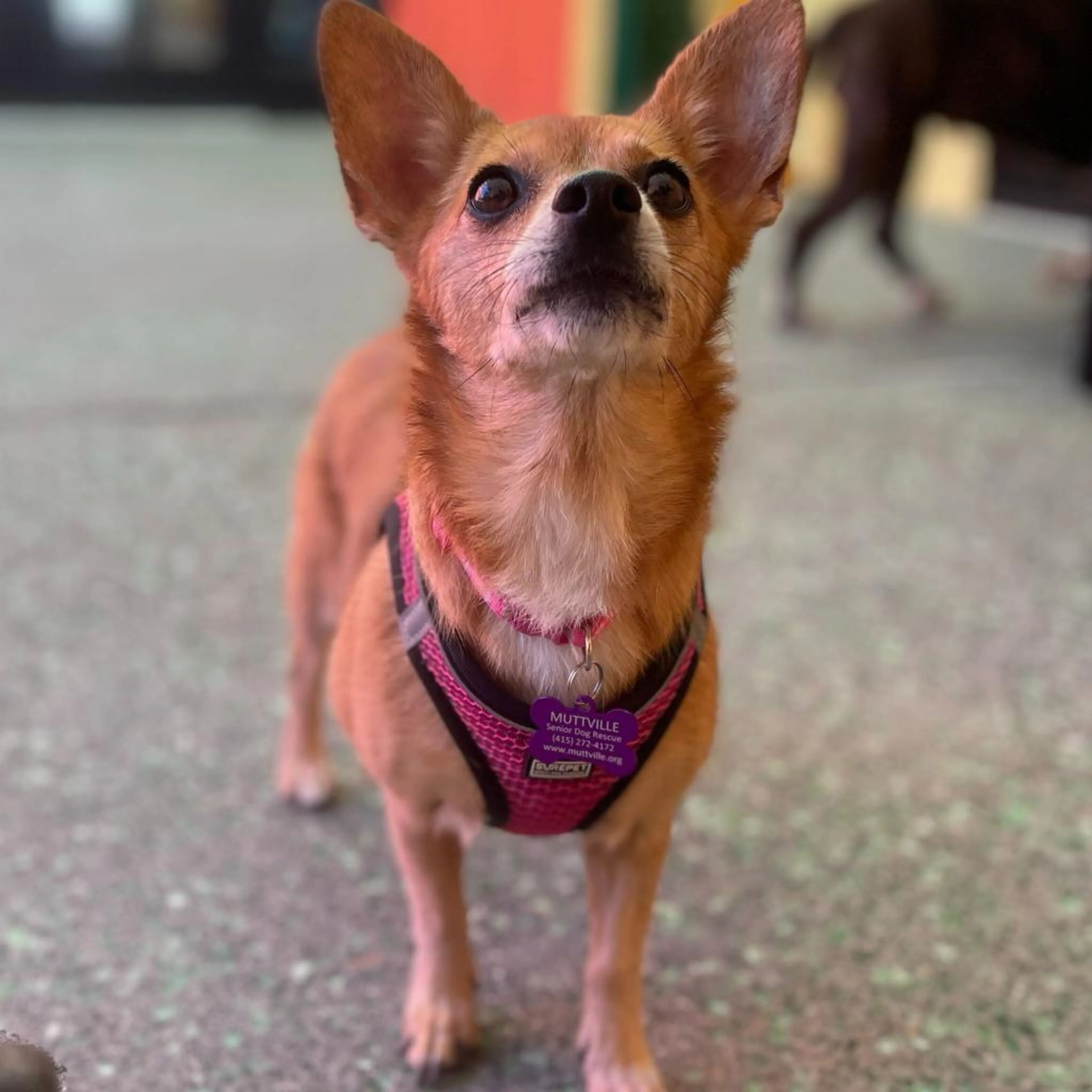 Found pet-2