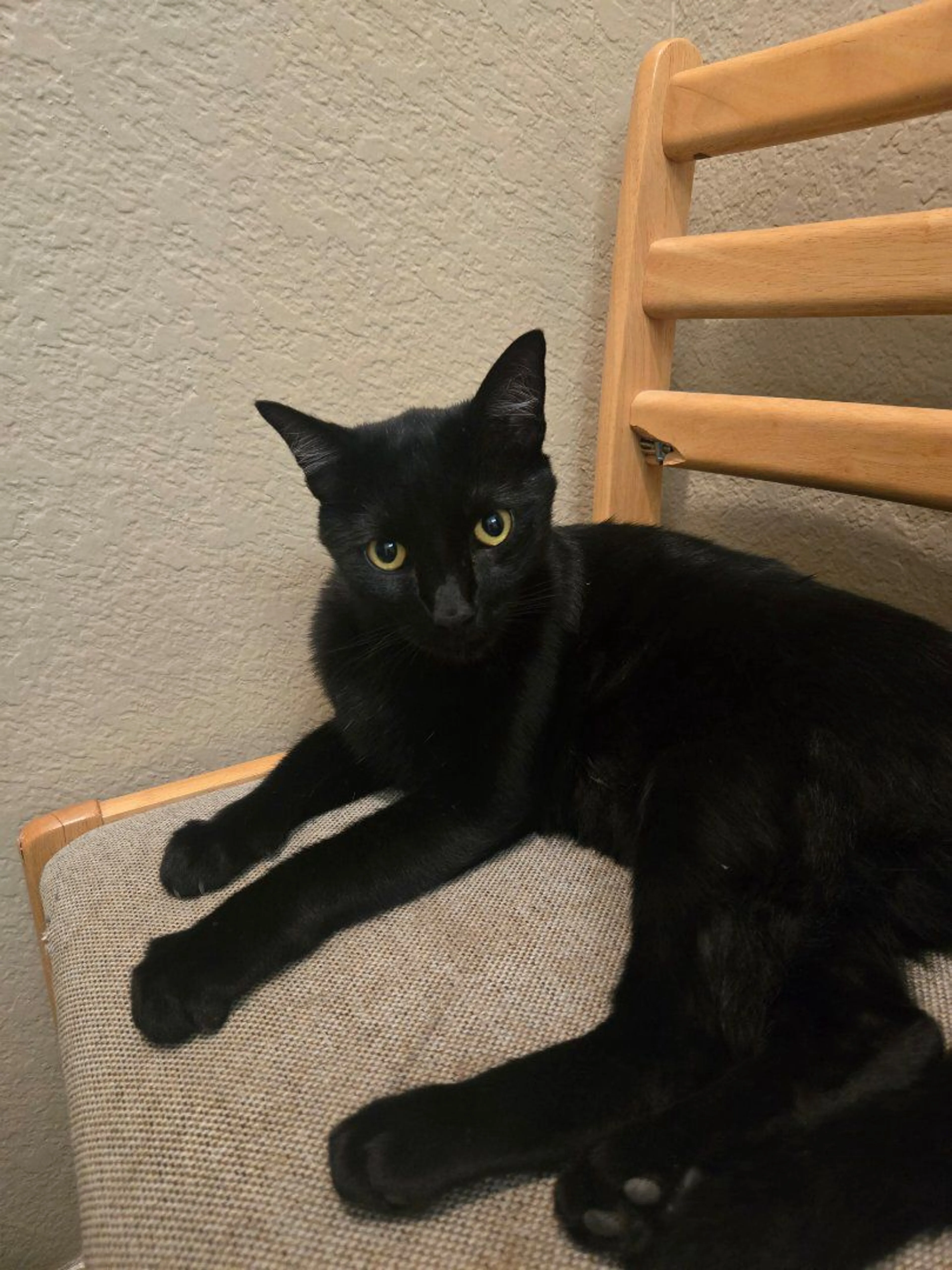 Lost pet
