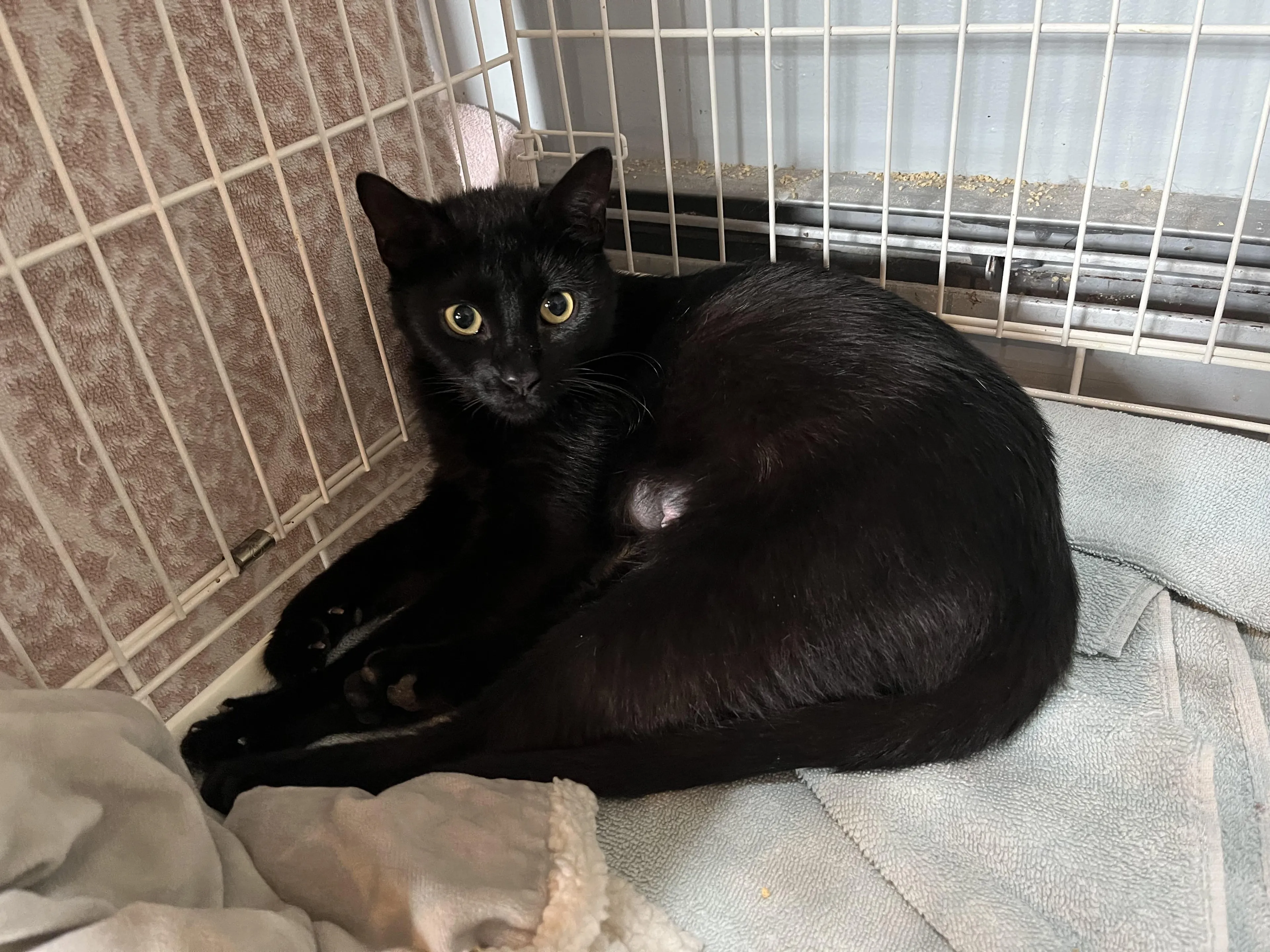 Found pet-5