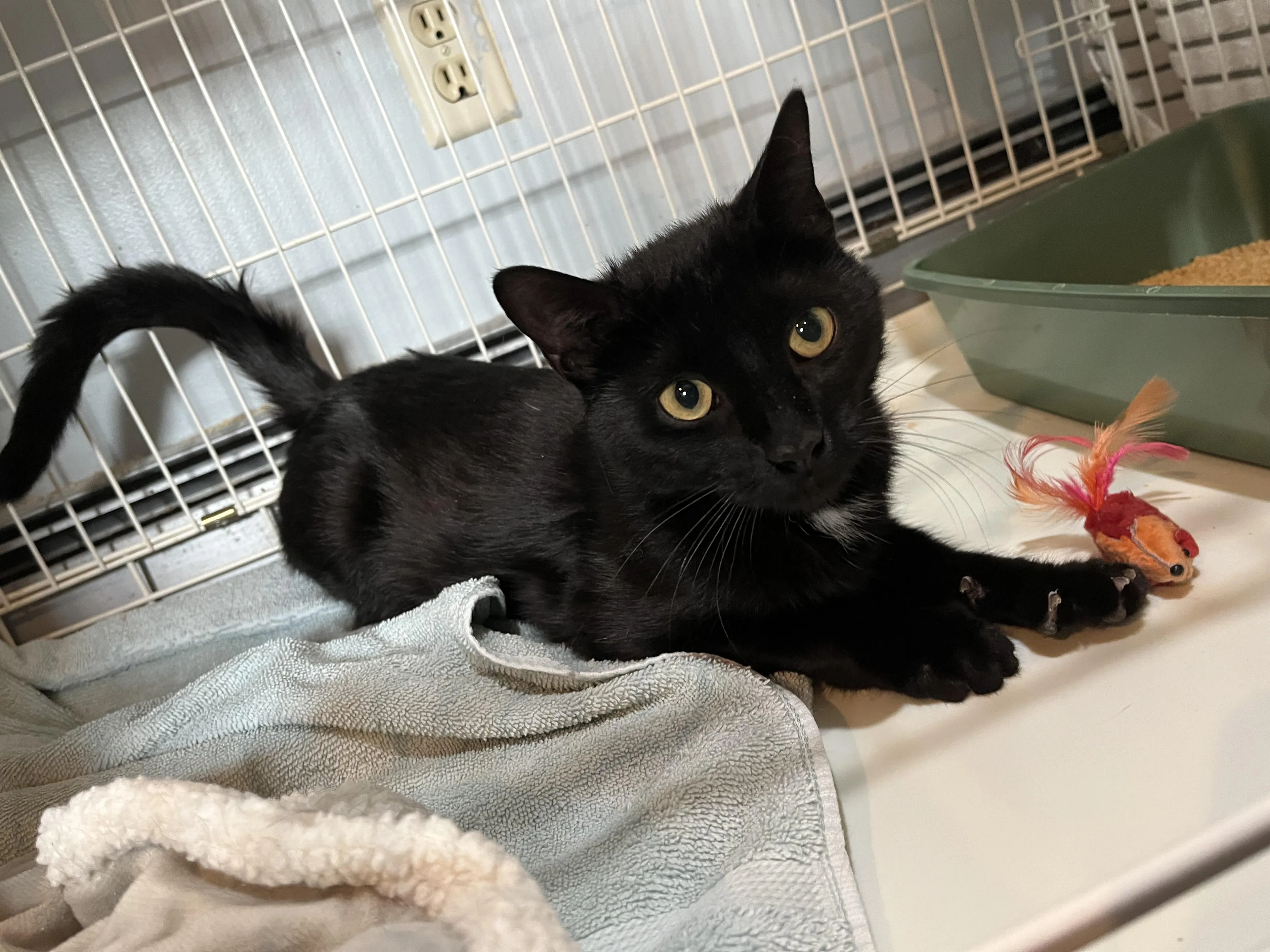 Found pet-4