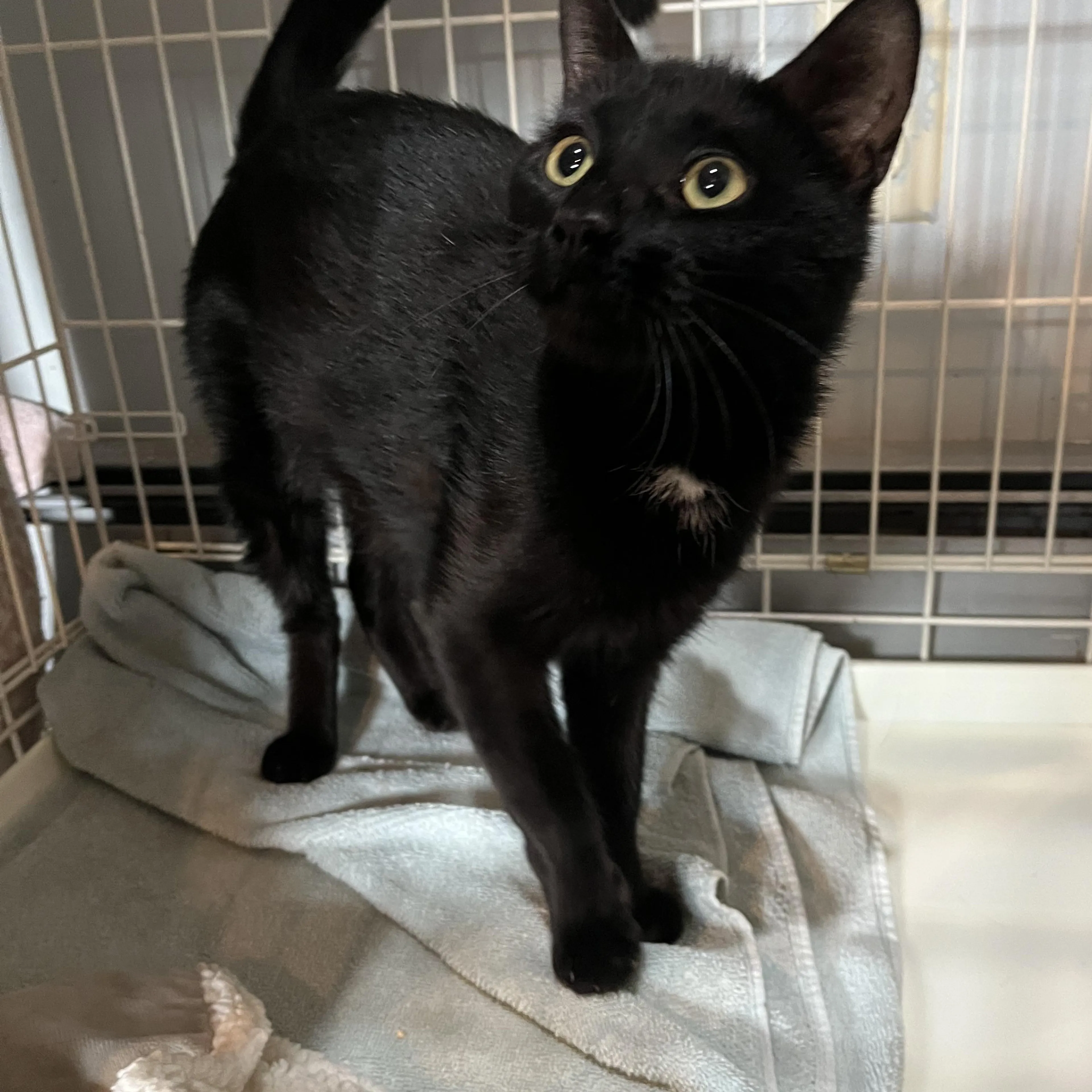 Found pet-3