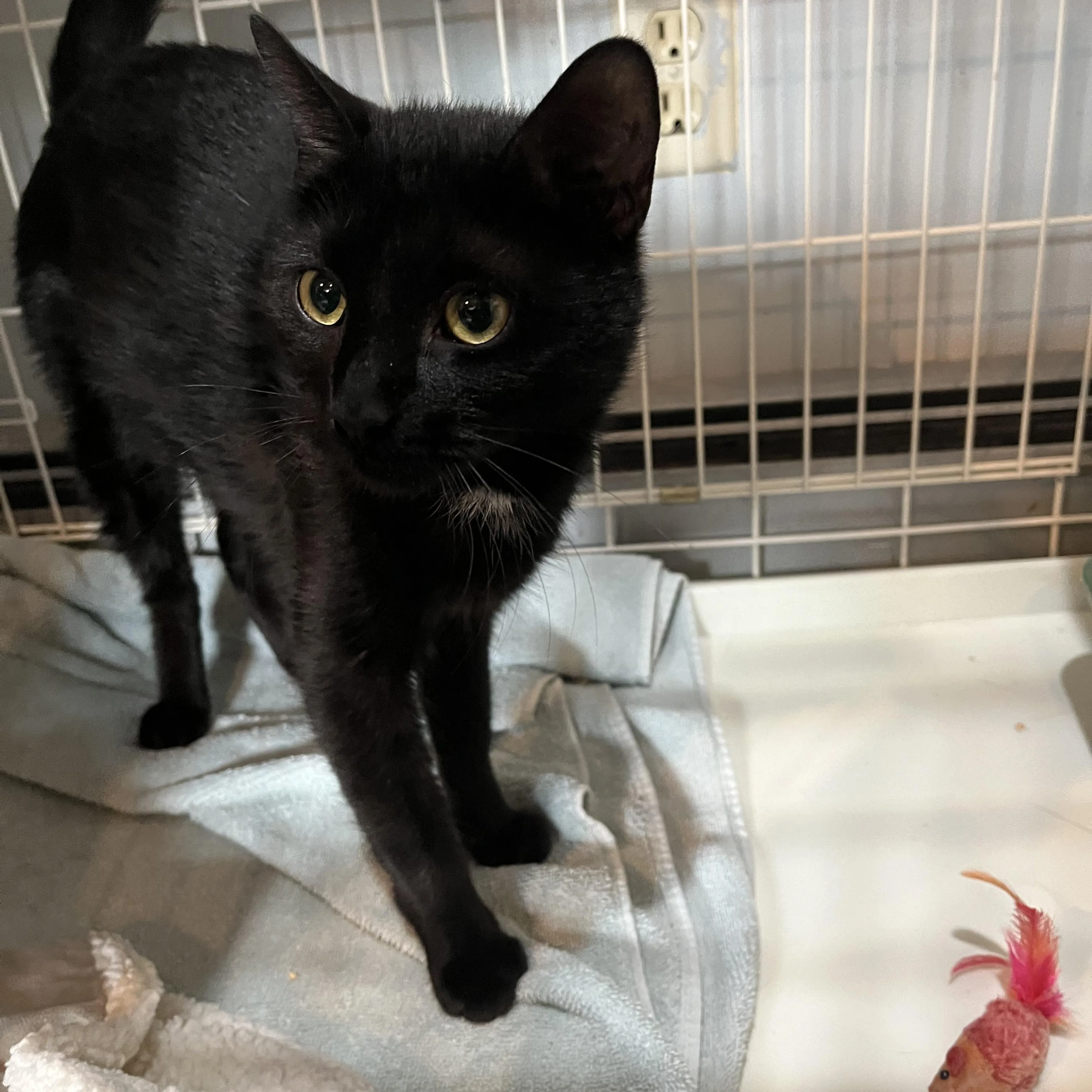 Found pet-2