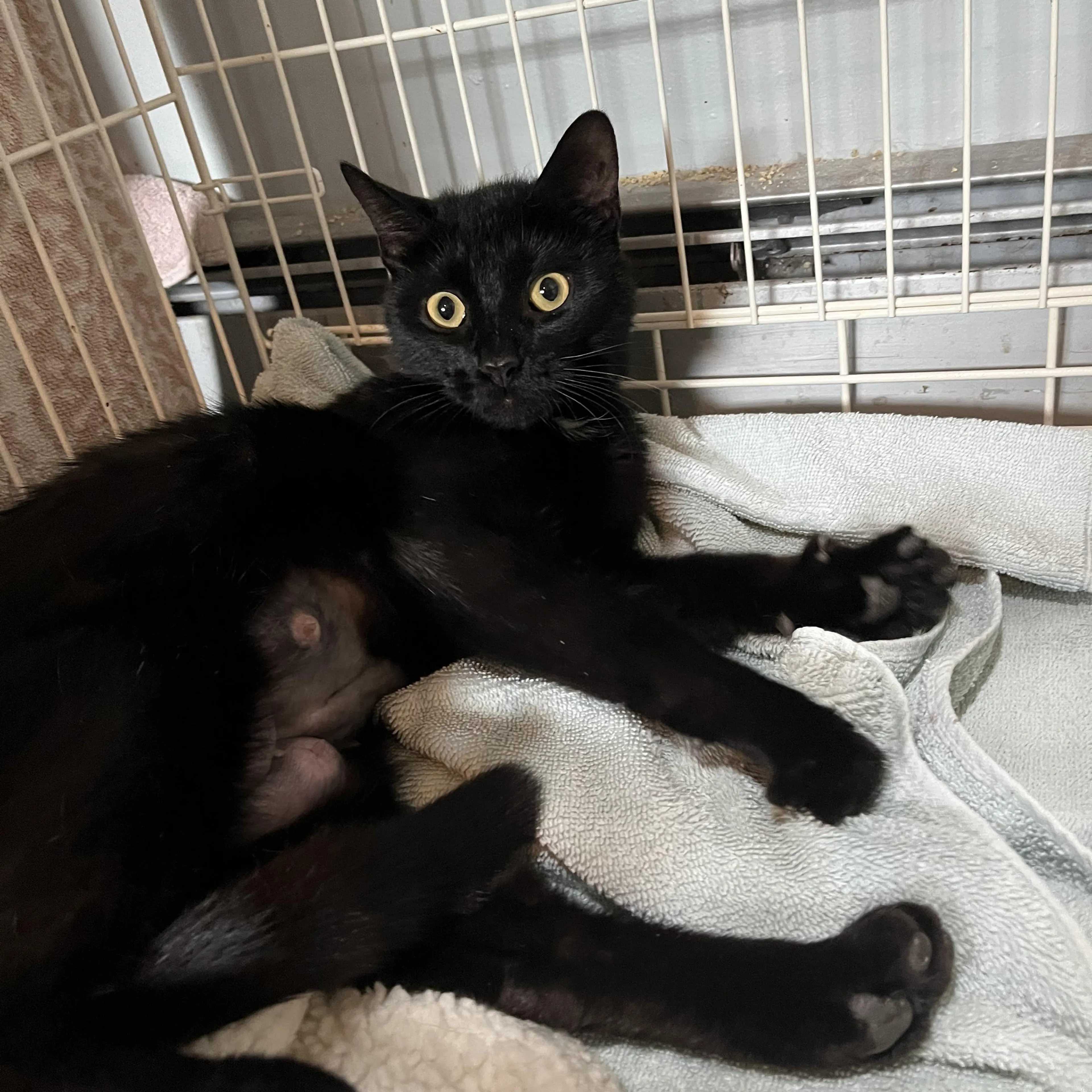 Found pet-1