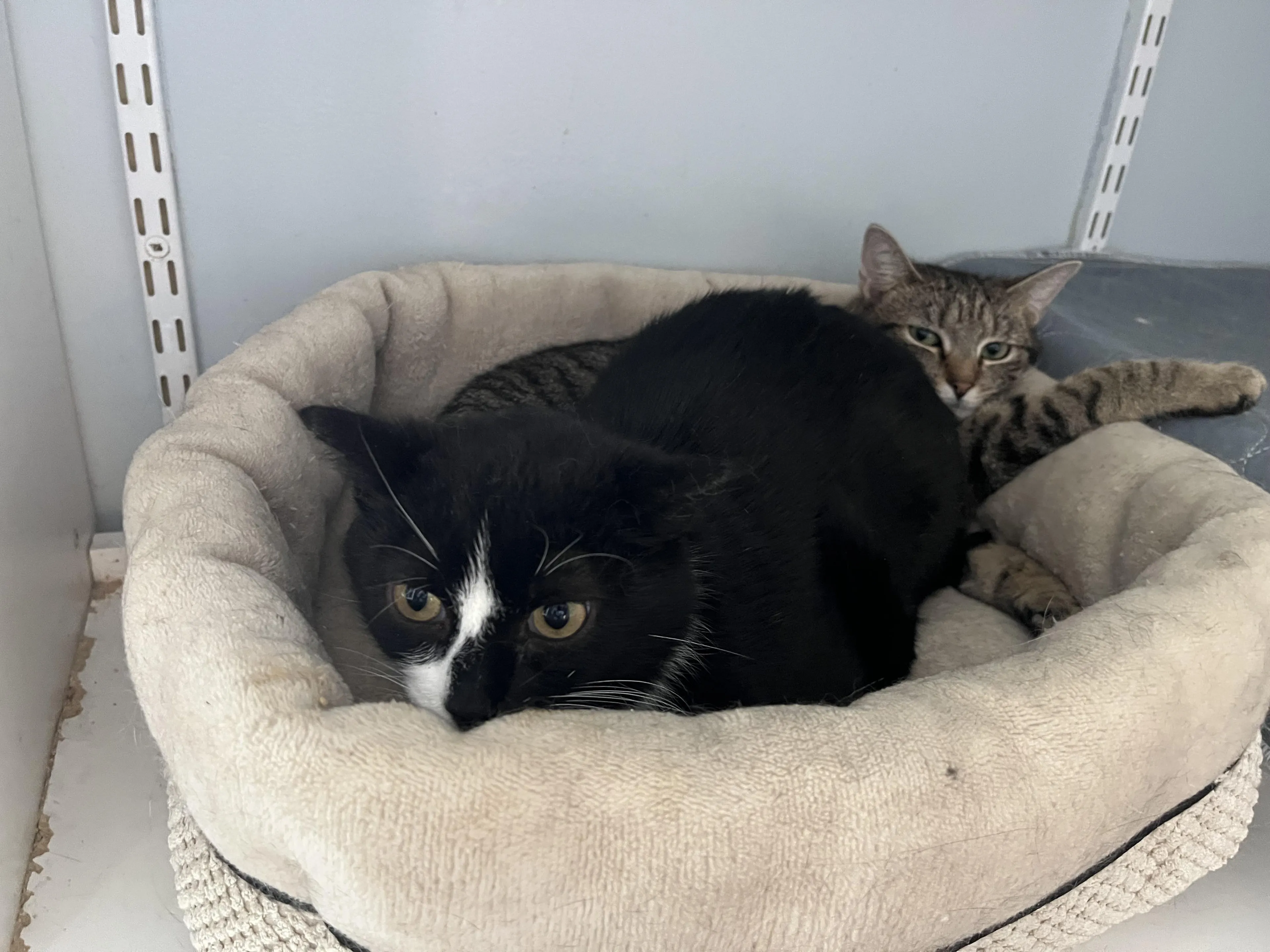 Found pet-4