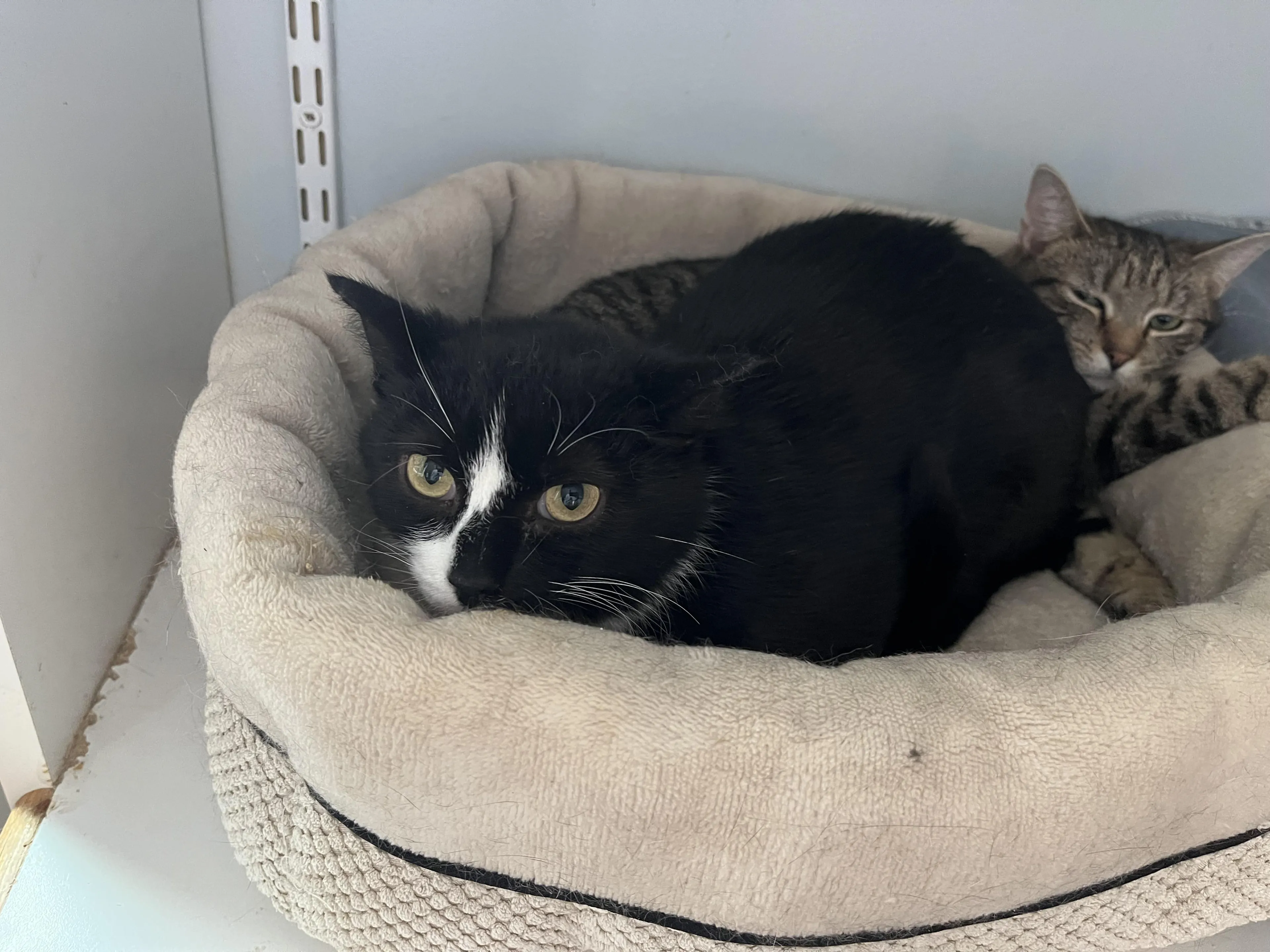 Found pet-1