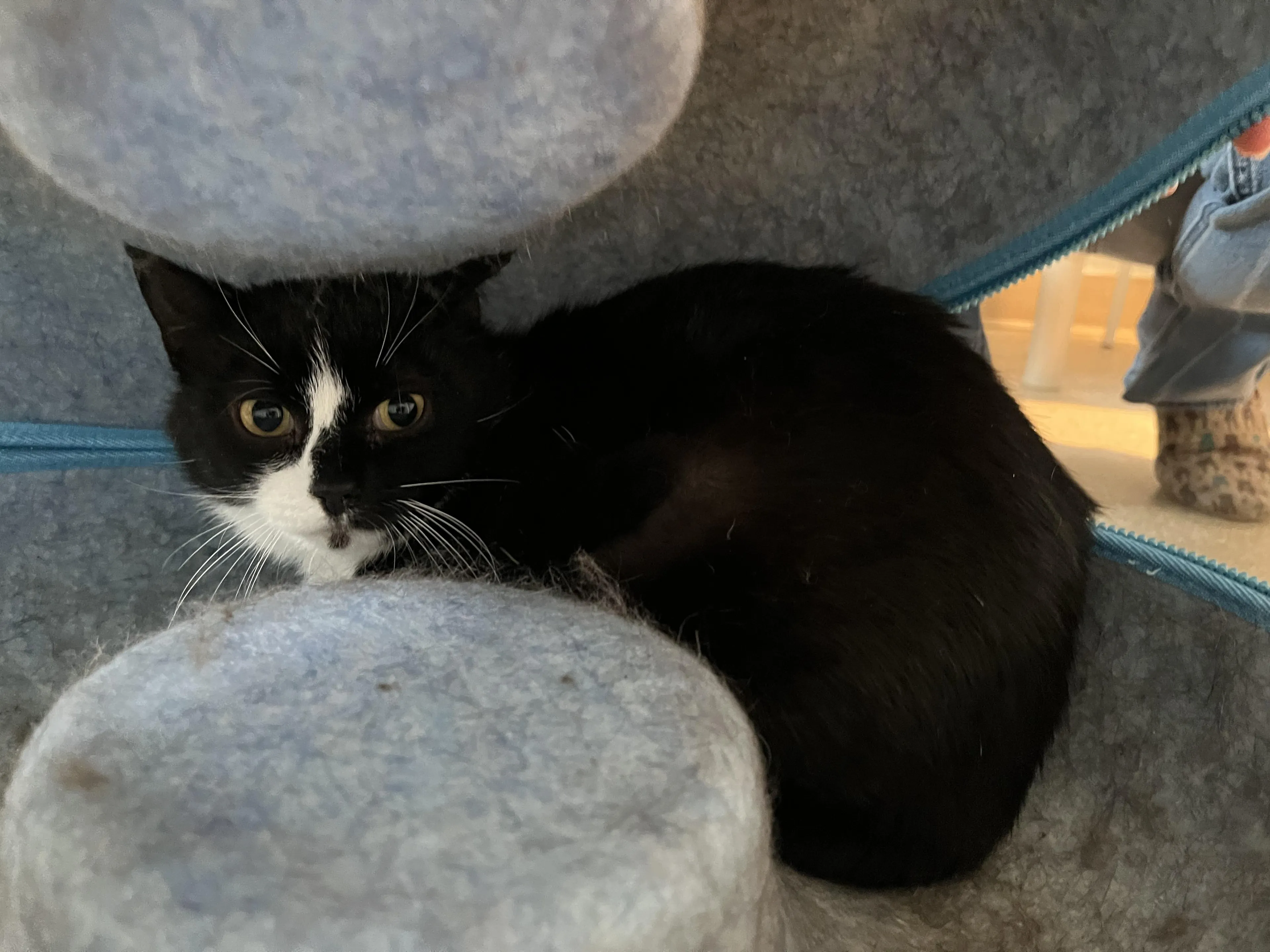 Found pet-5