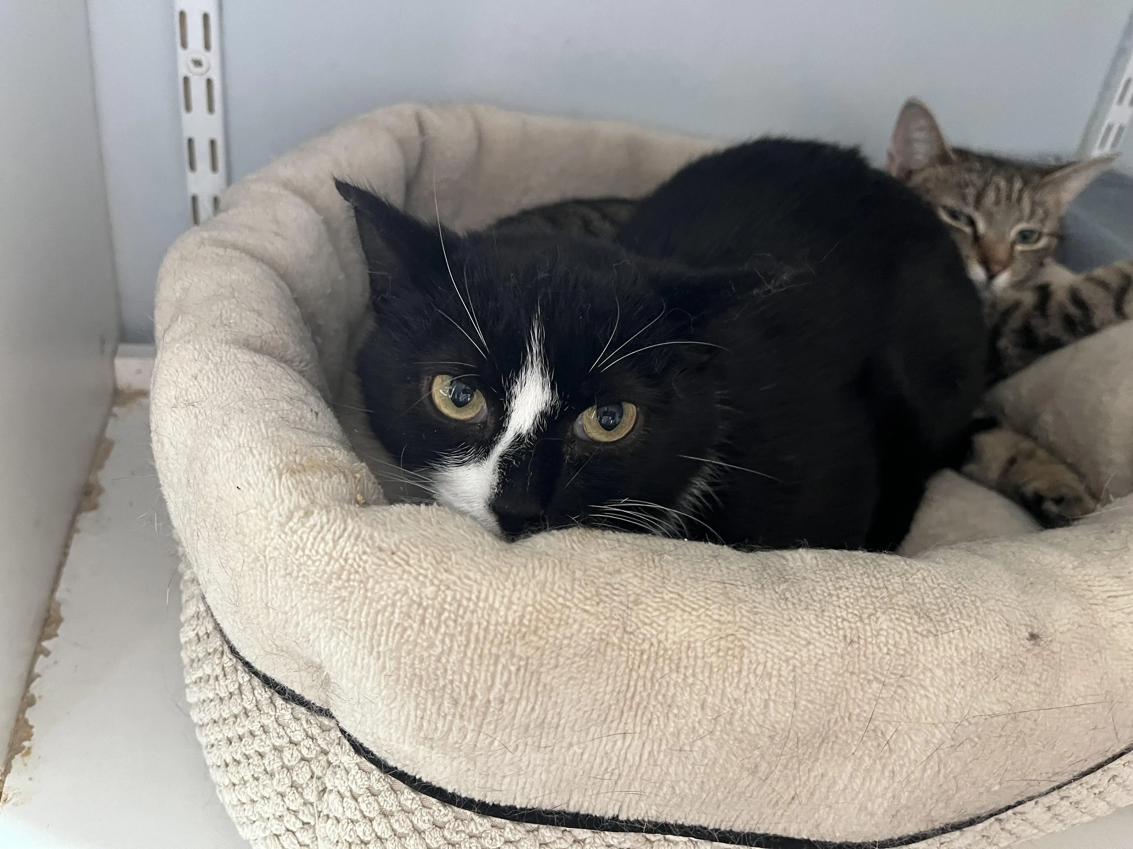 Found pet-3