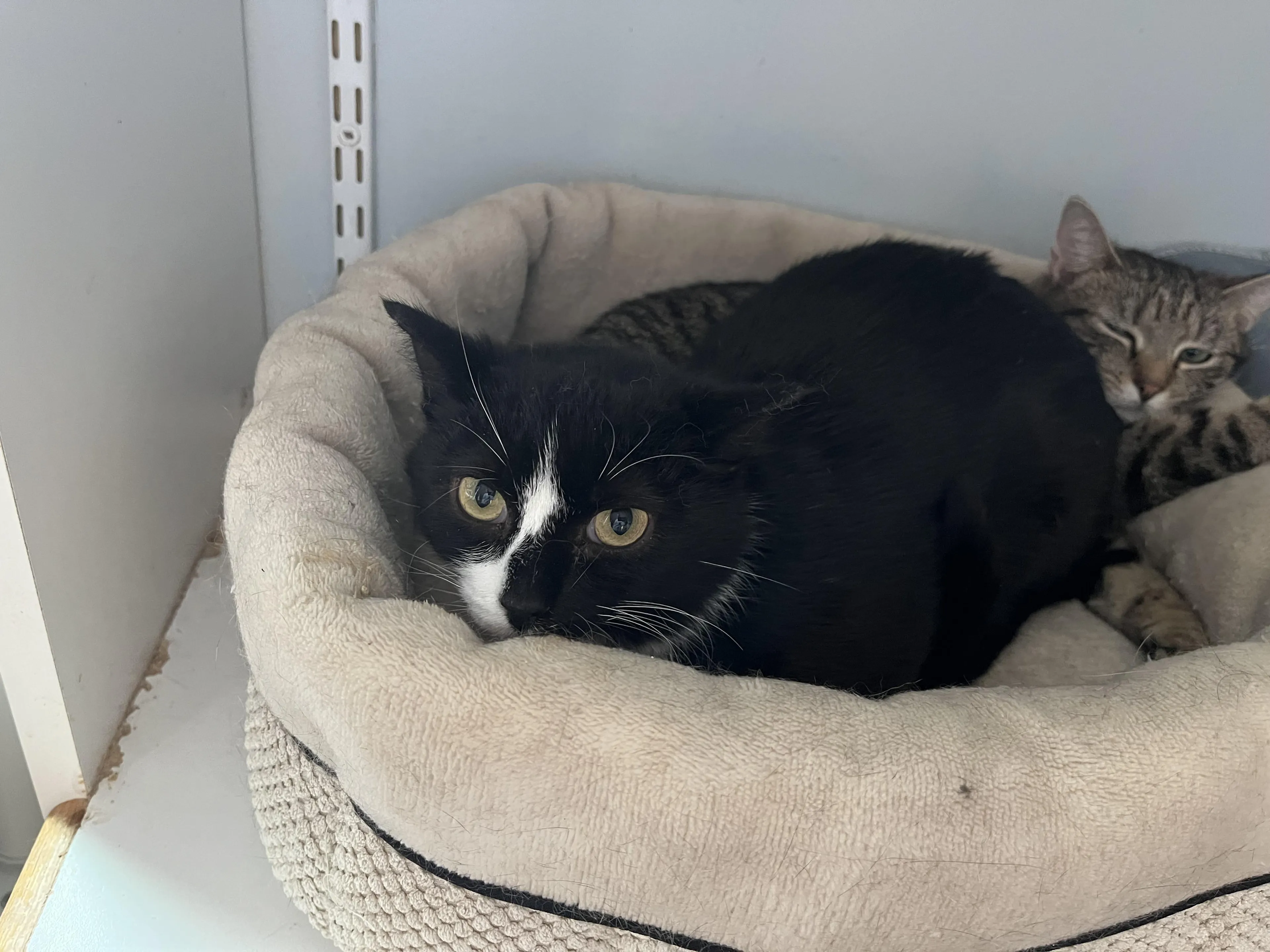 Found pet-2