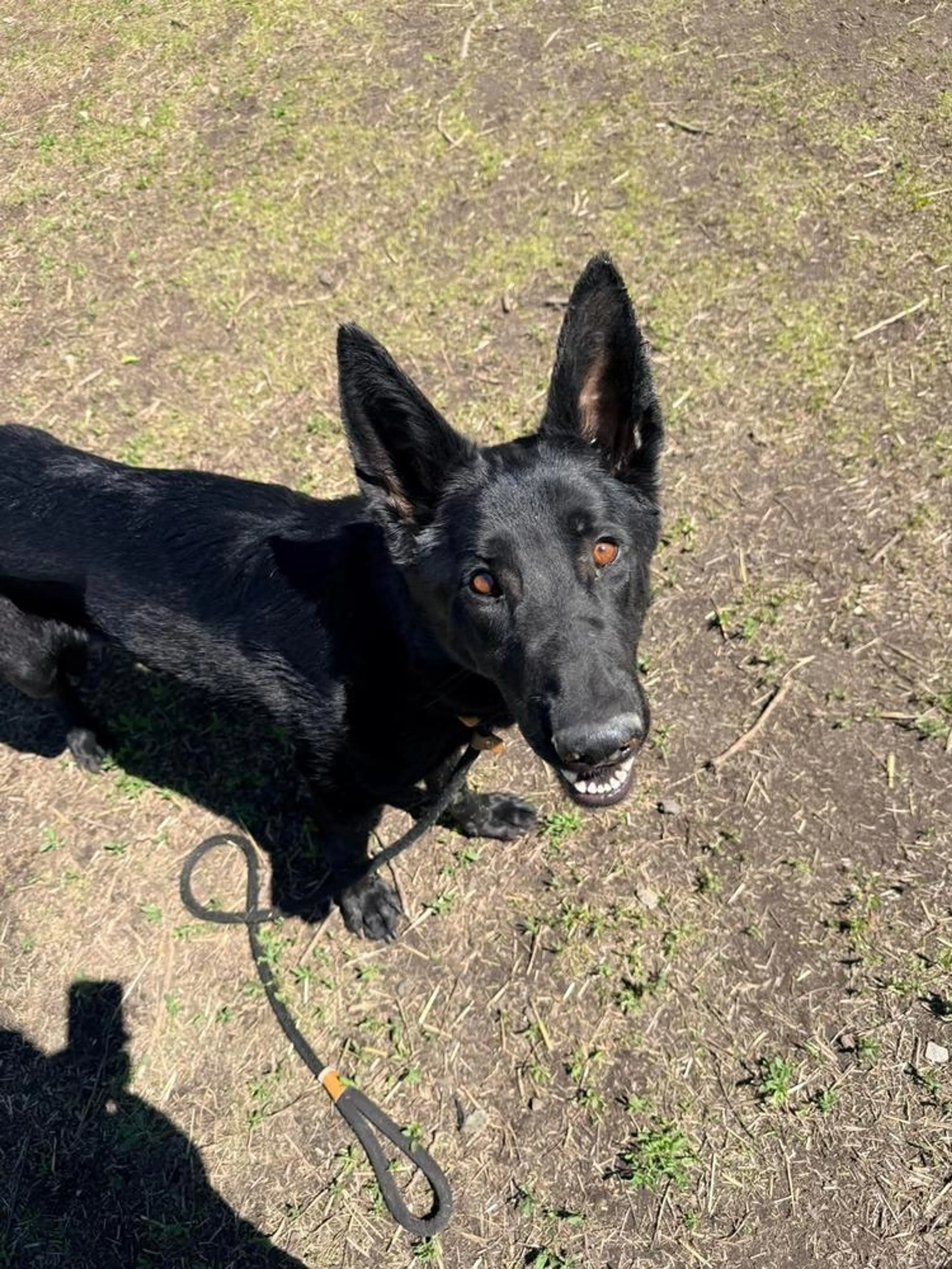 Found pet-2