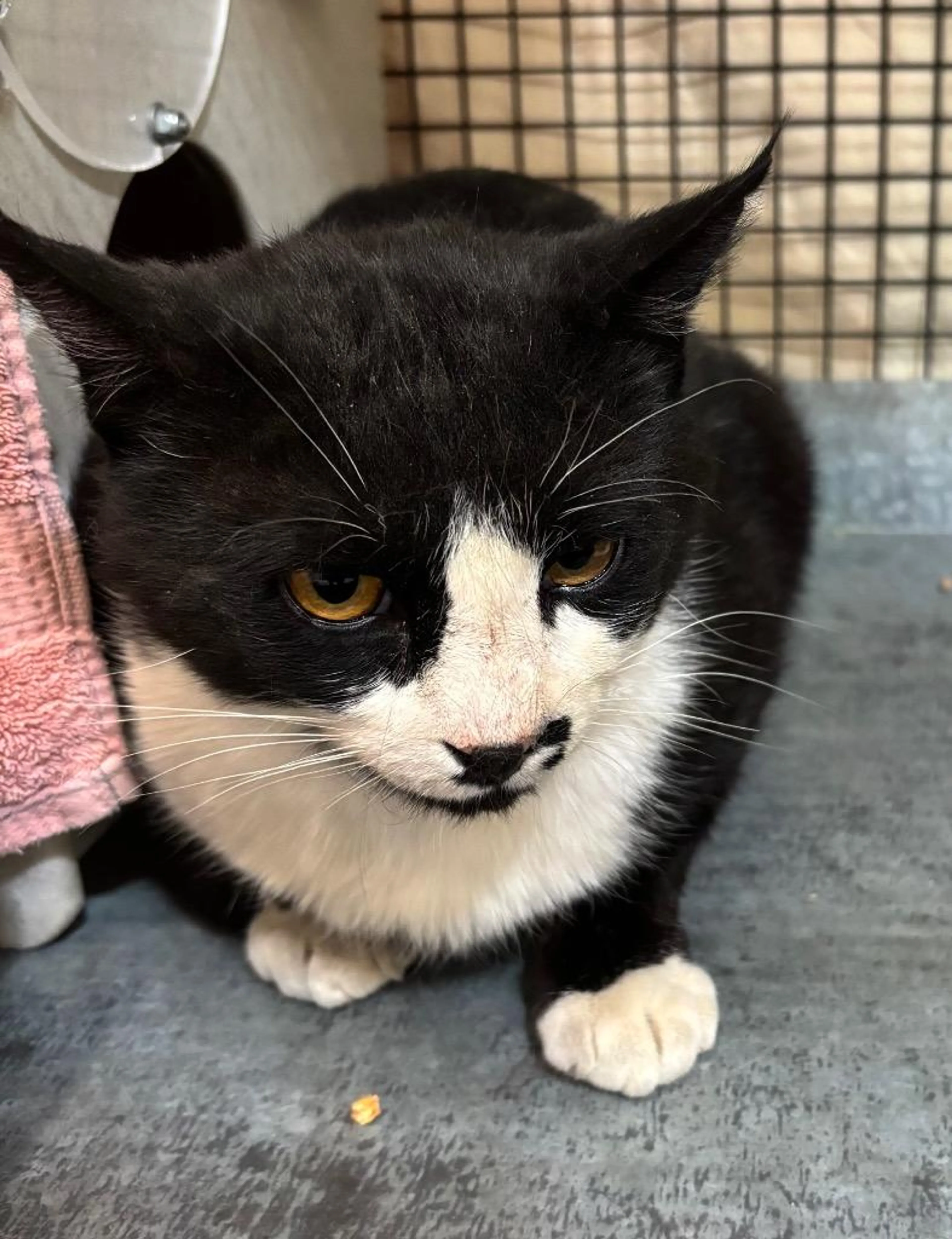 Found pet