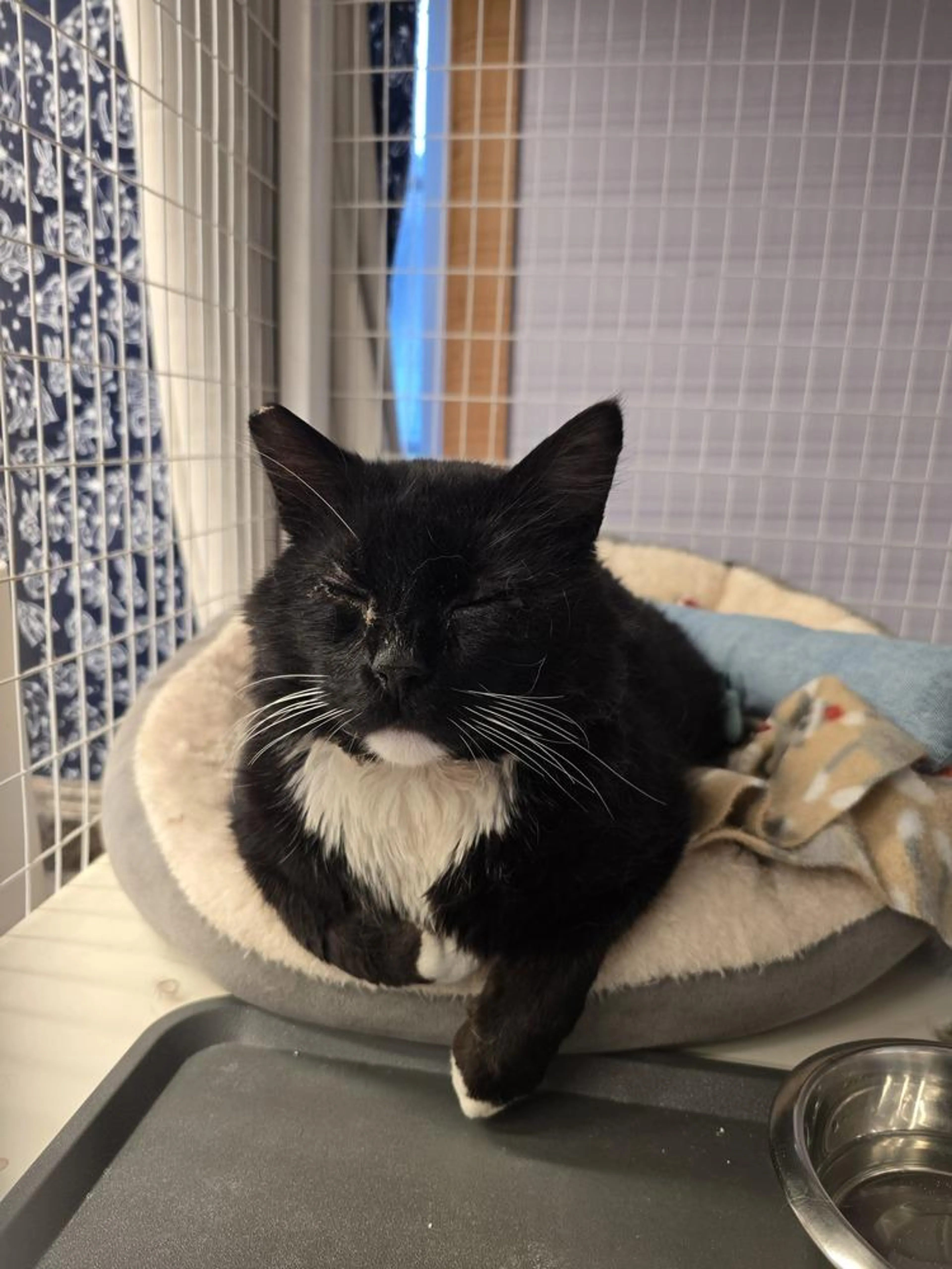 Found pet