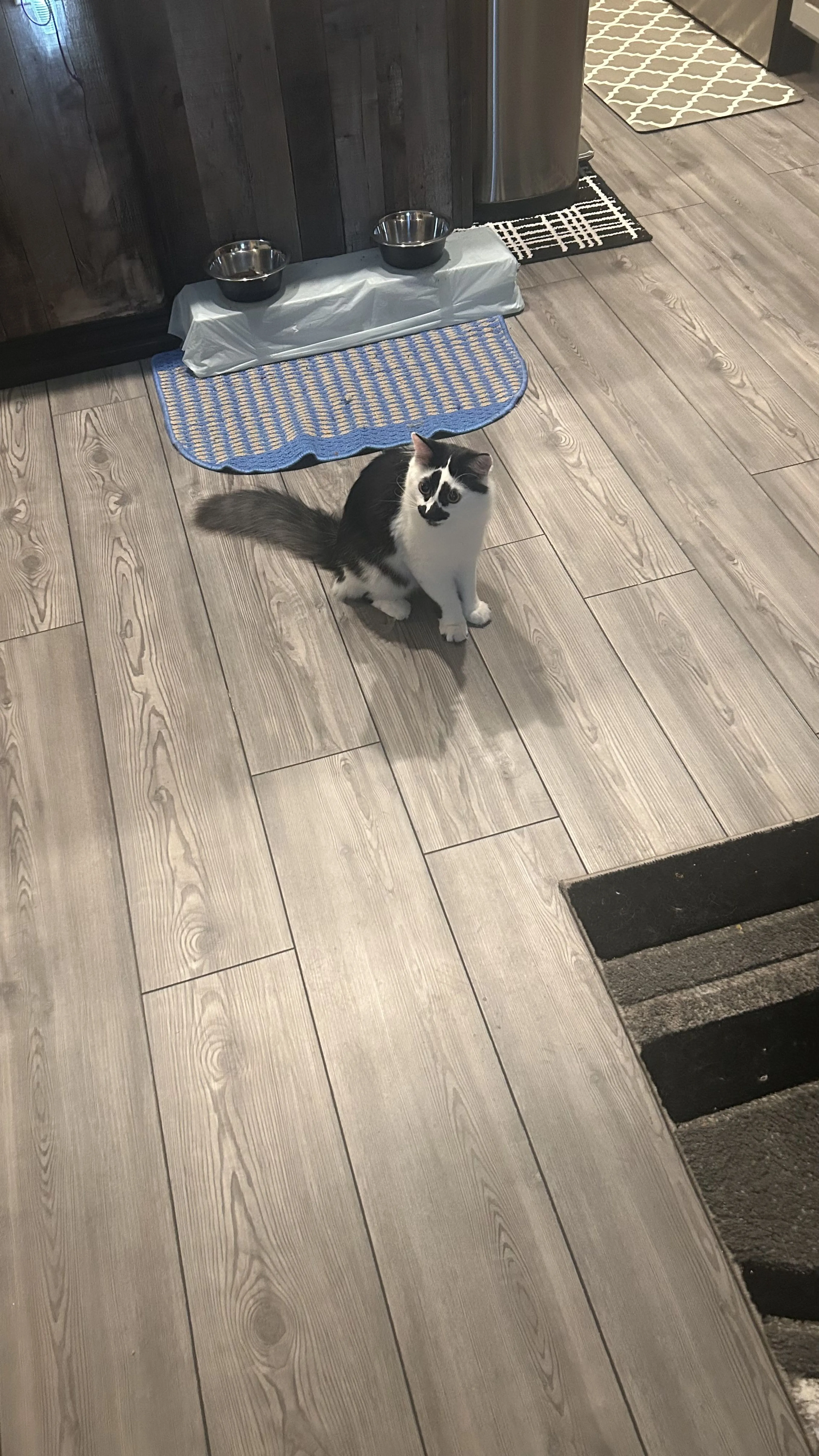 Lost pet-4