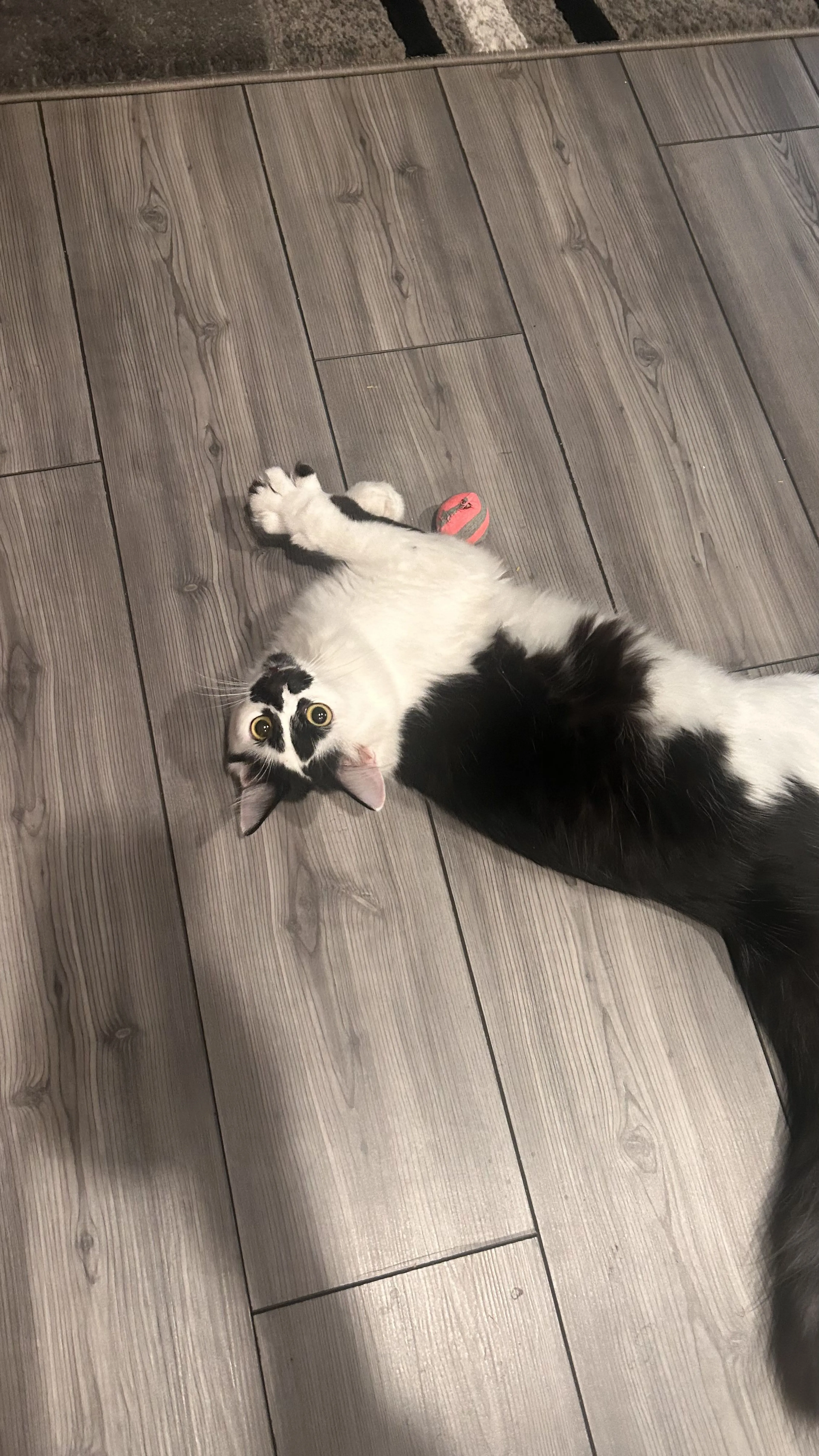 Lost pet-3