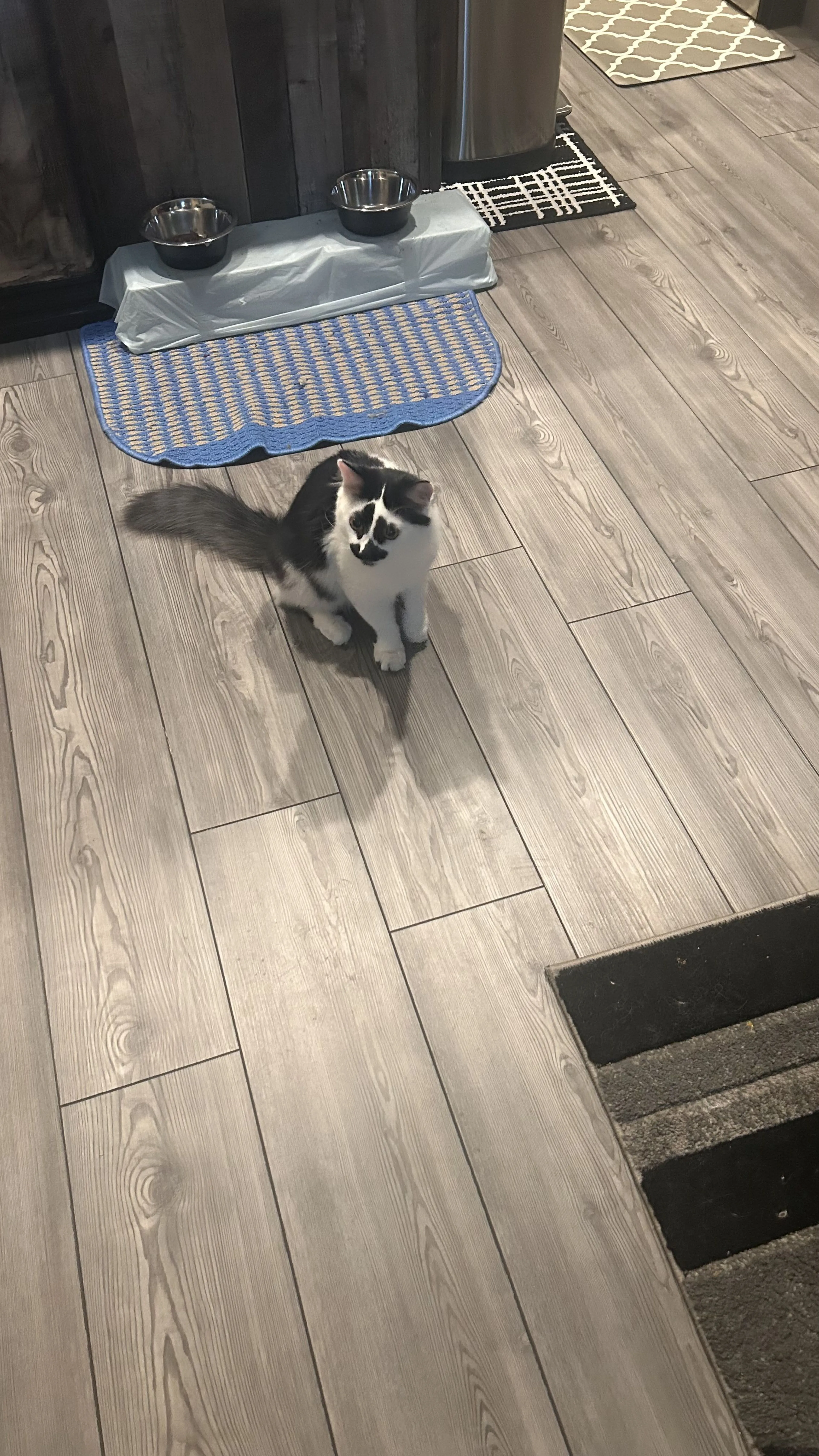 Lost pet-2