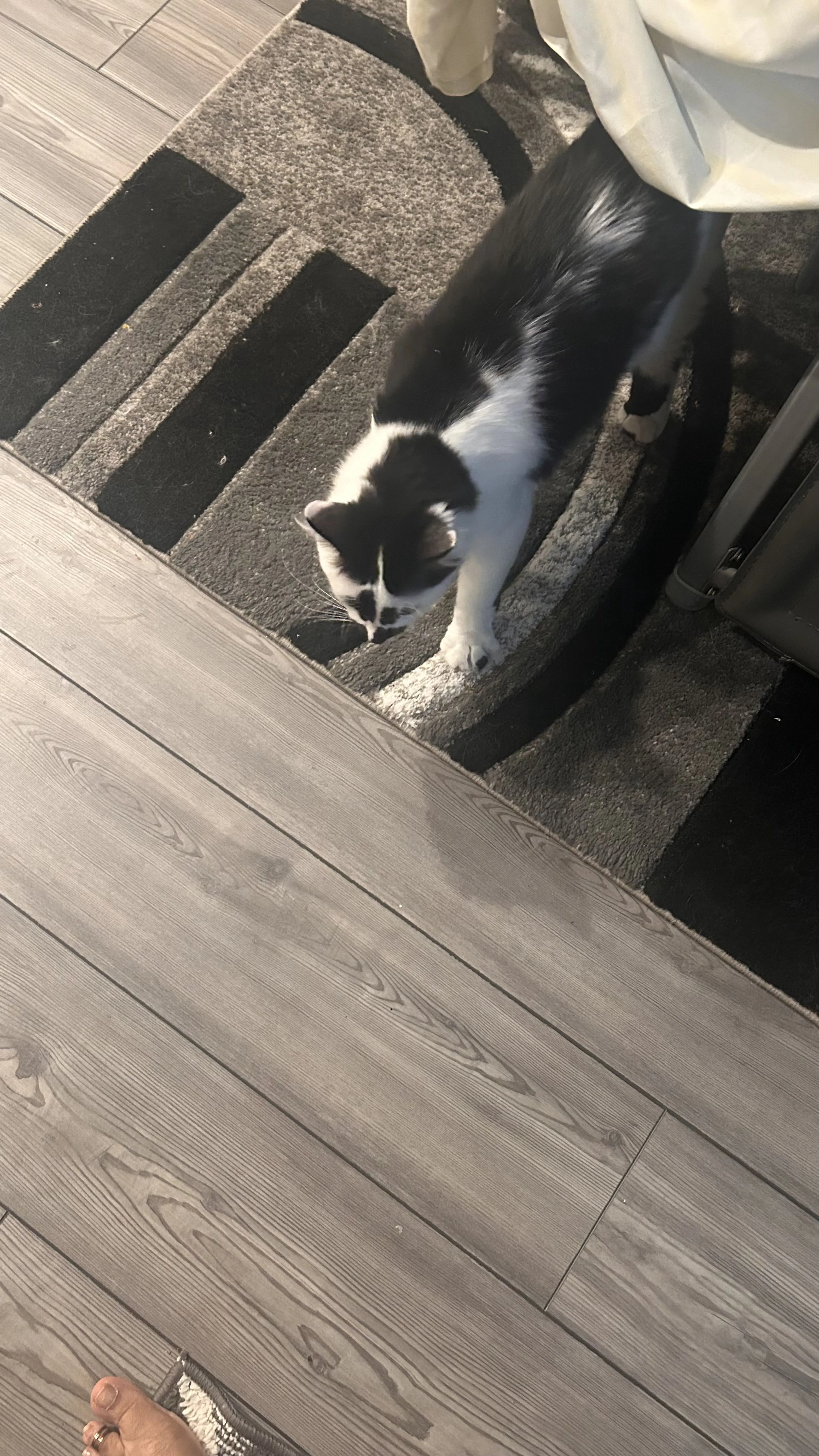 Lost pet-1
