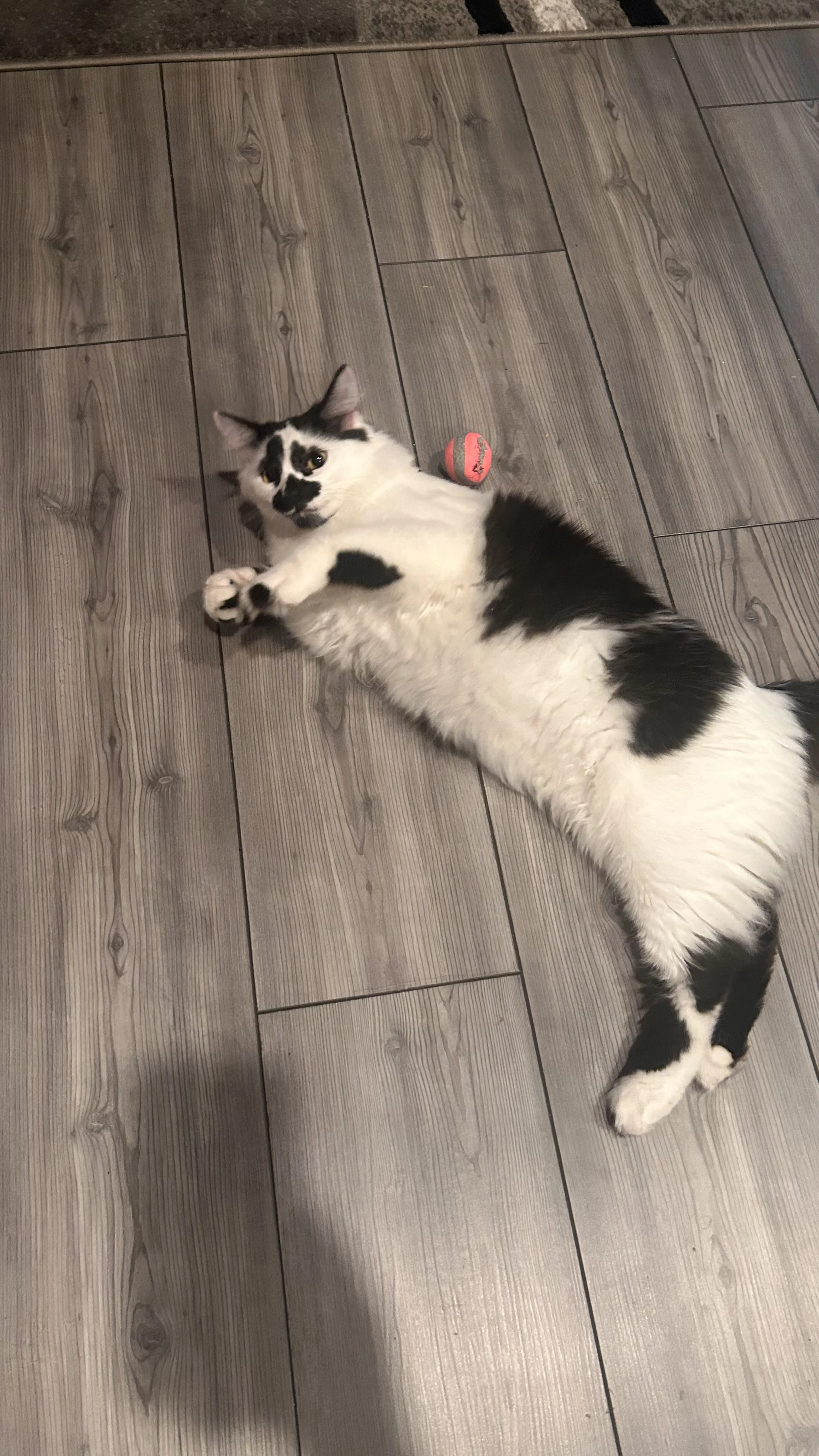 Lost pet-0