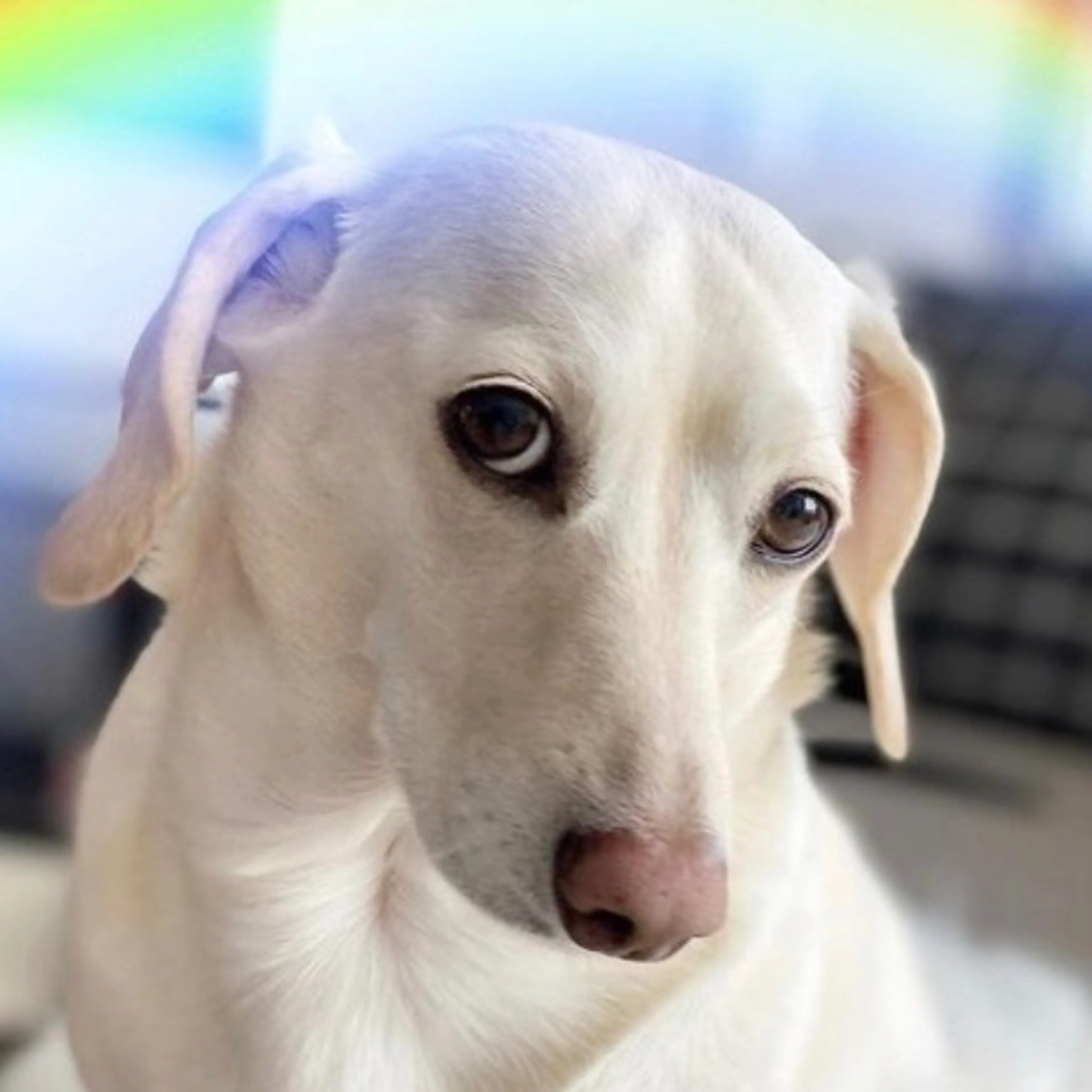 Found pet-1