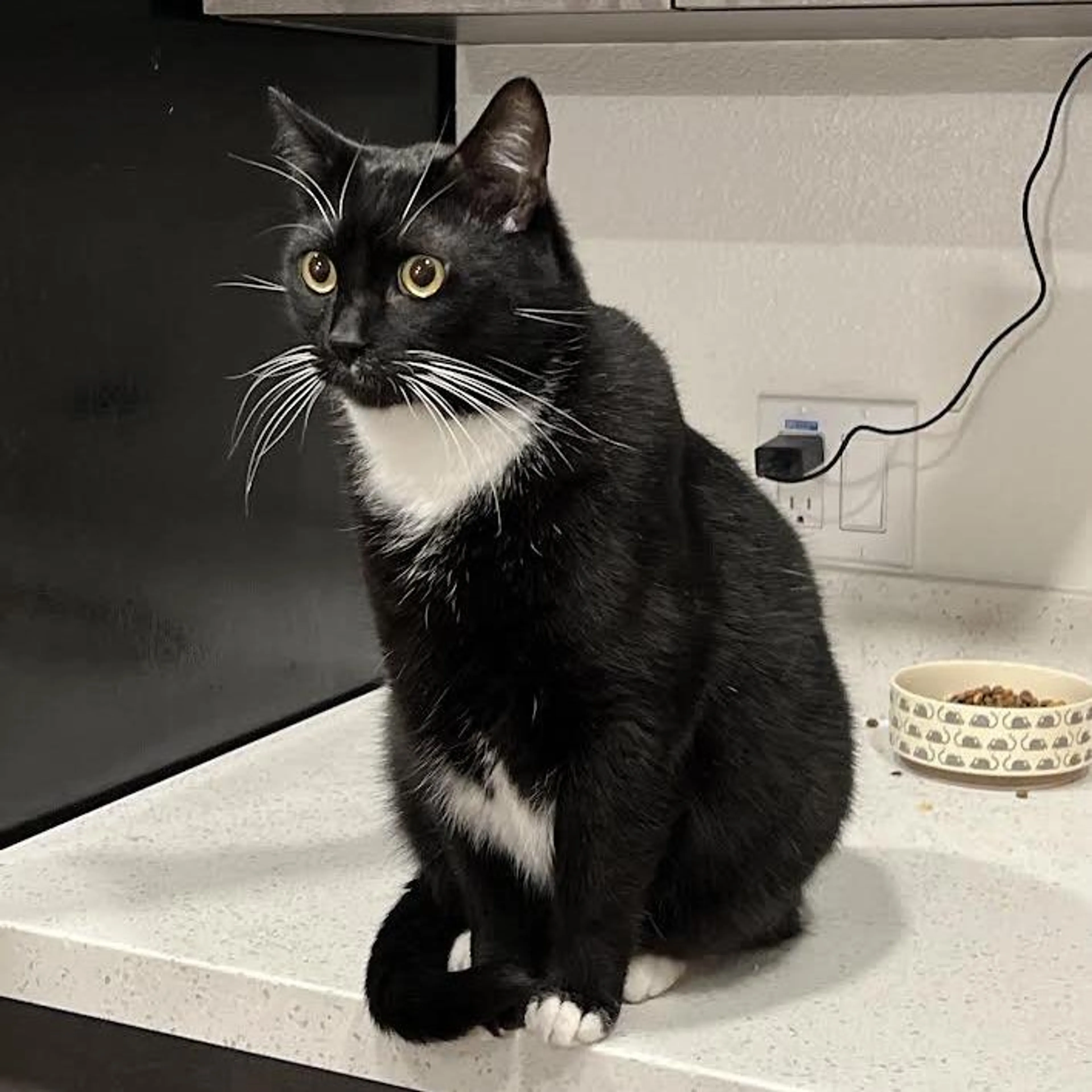 Found pet-2