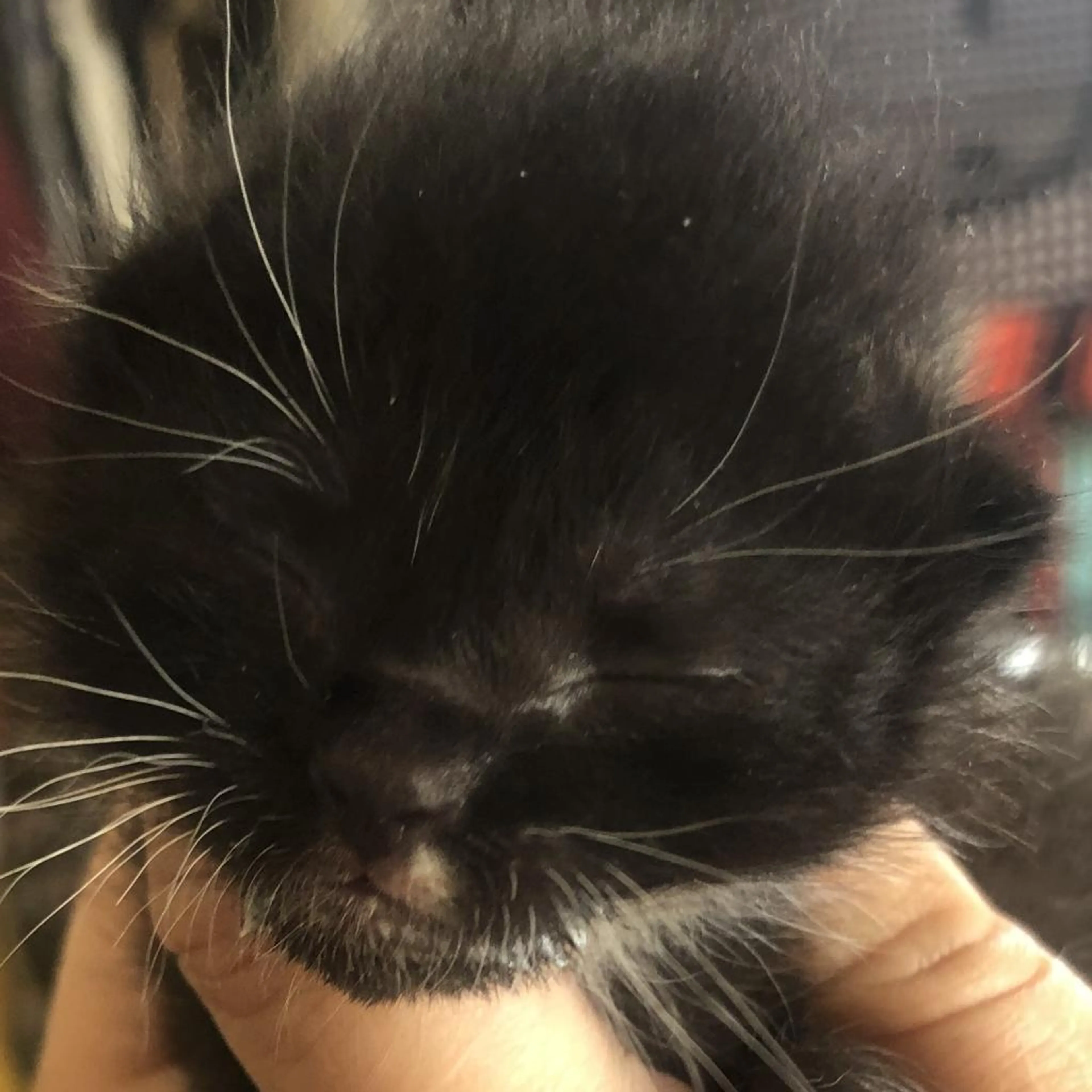Found pet-3