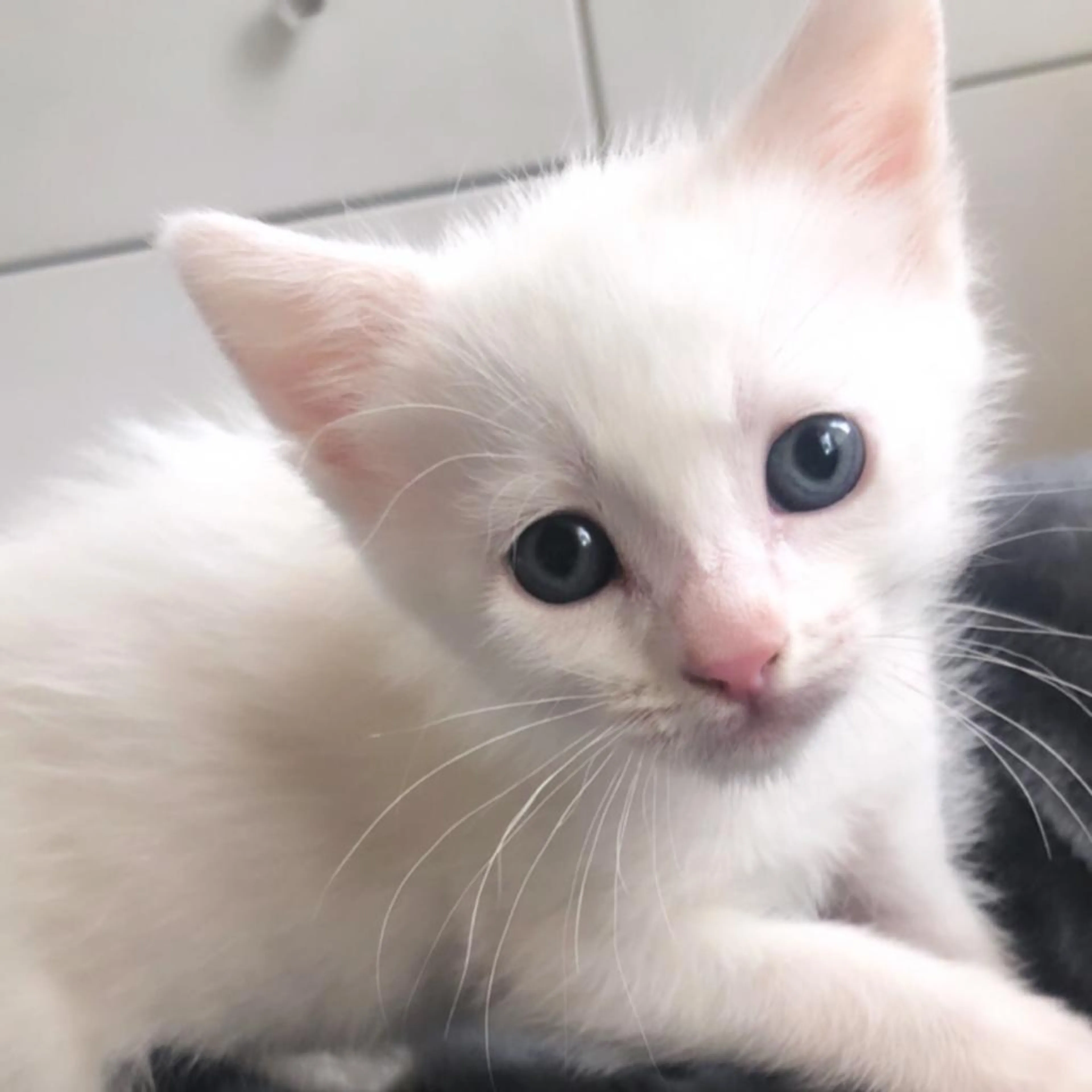 Found pet-1