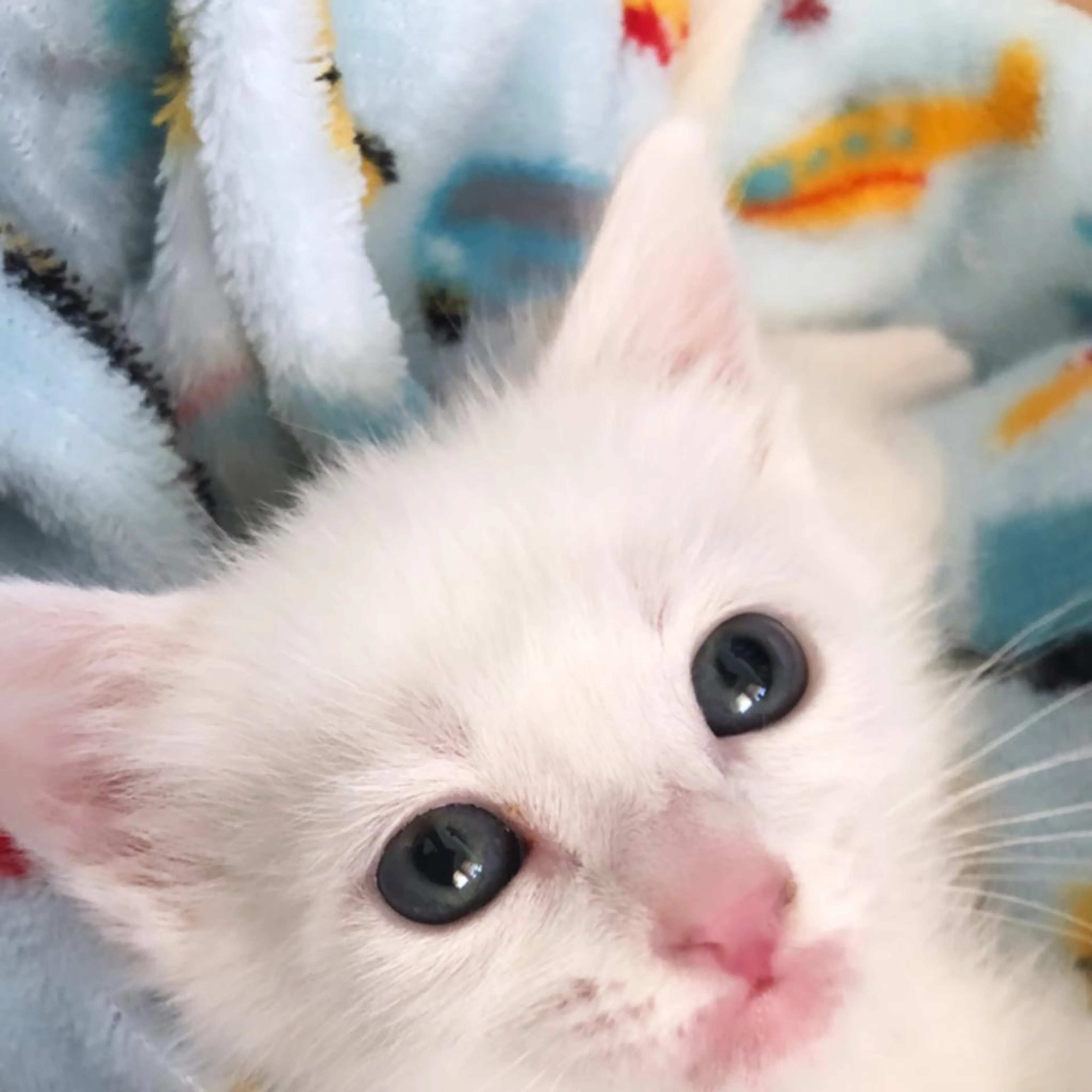 Found pet-4