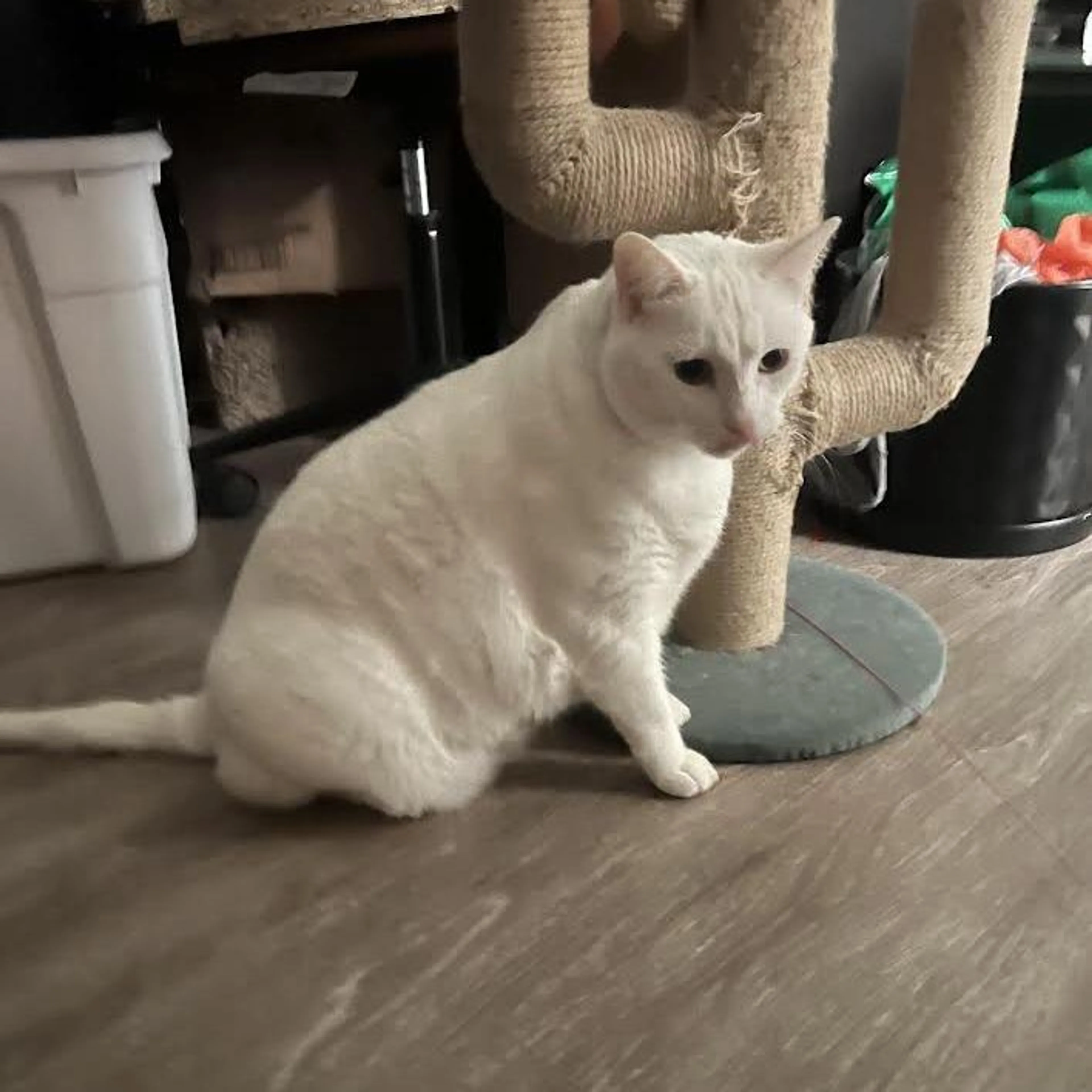 Found pet-2