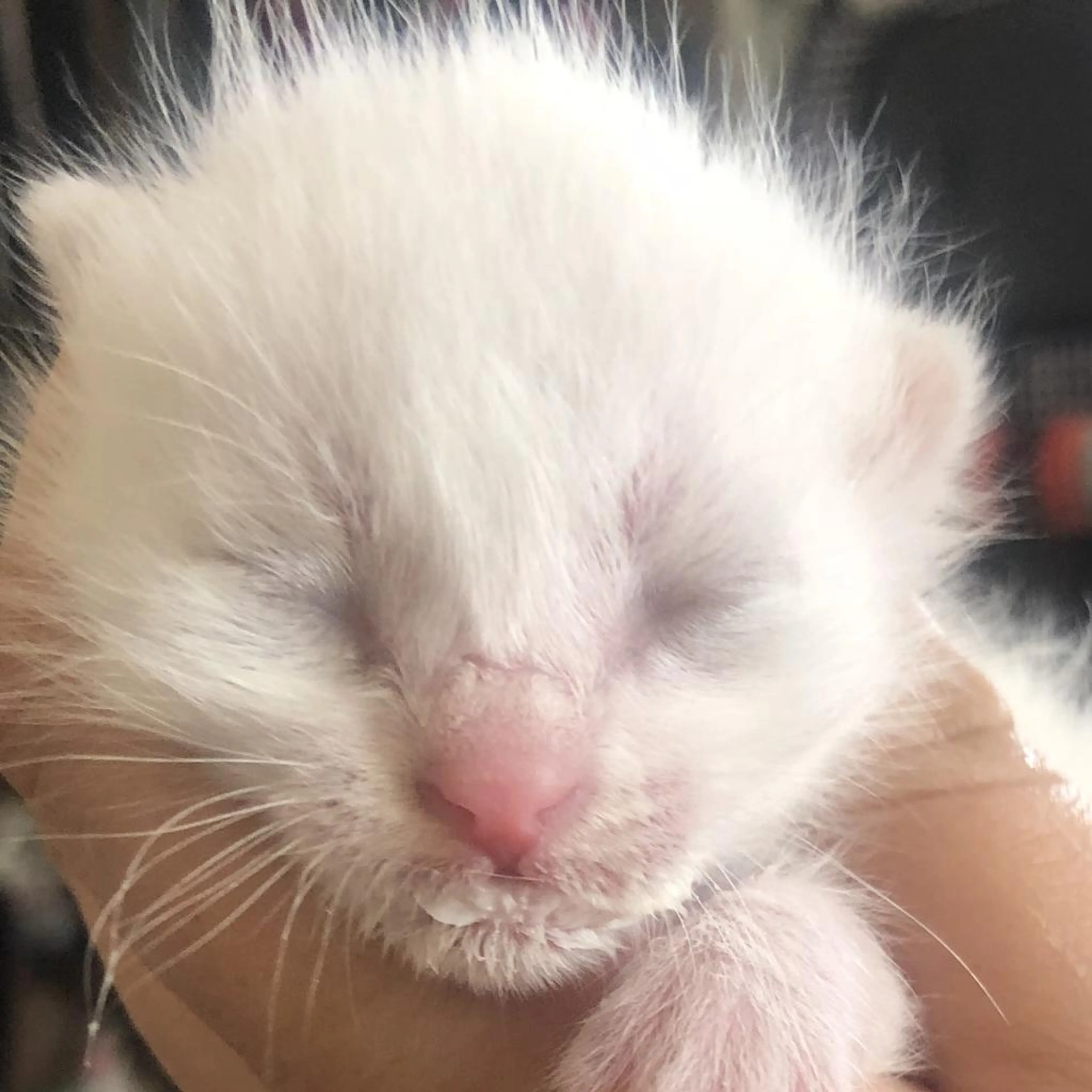 Found pet-3