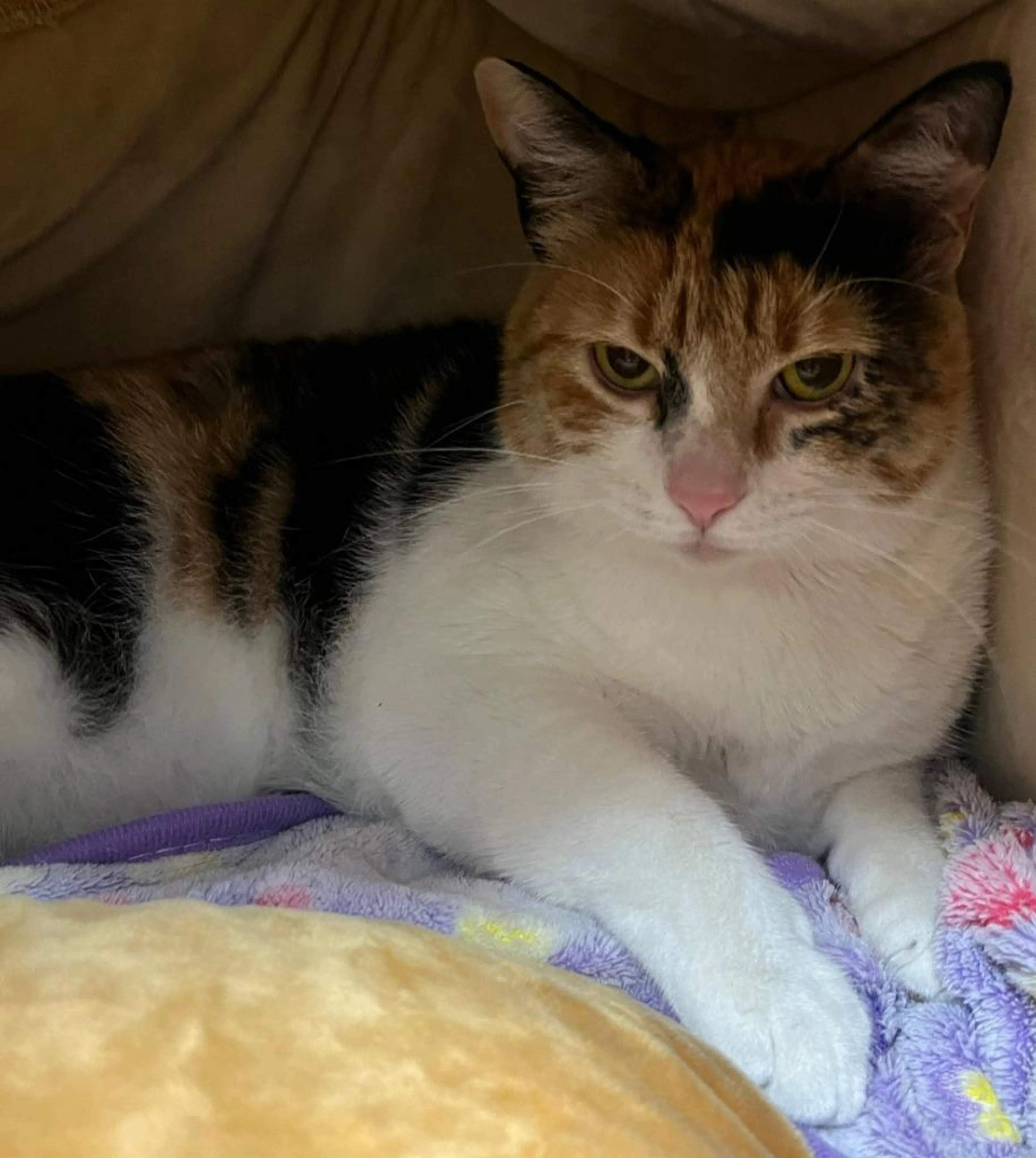 Found pet