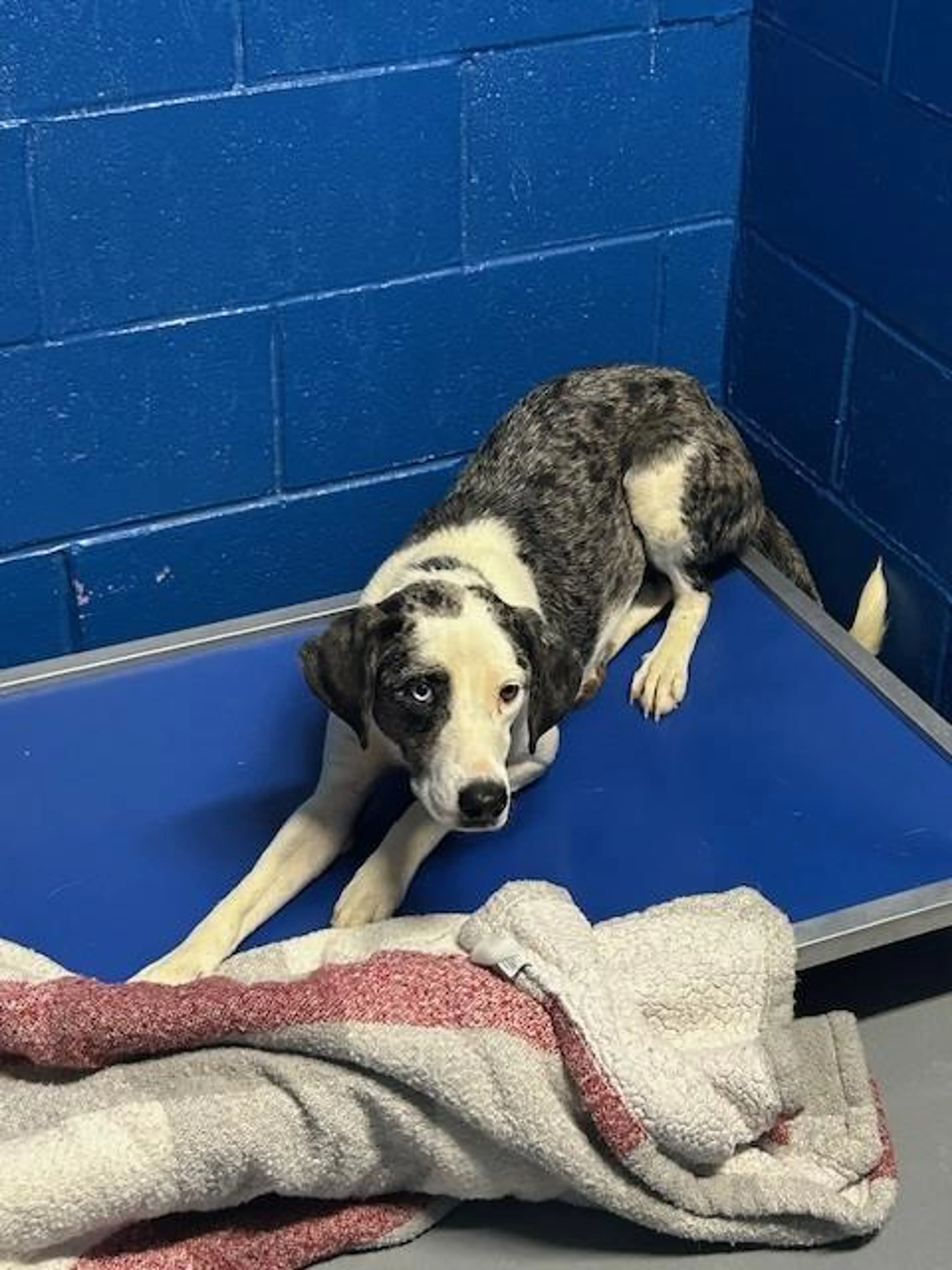Found pet