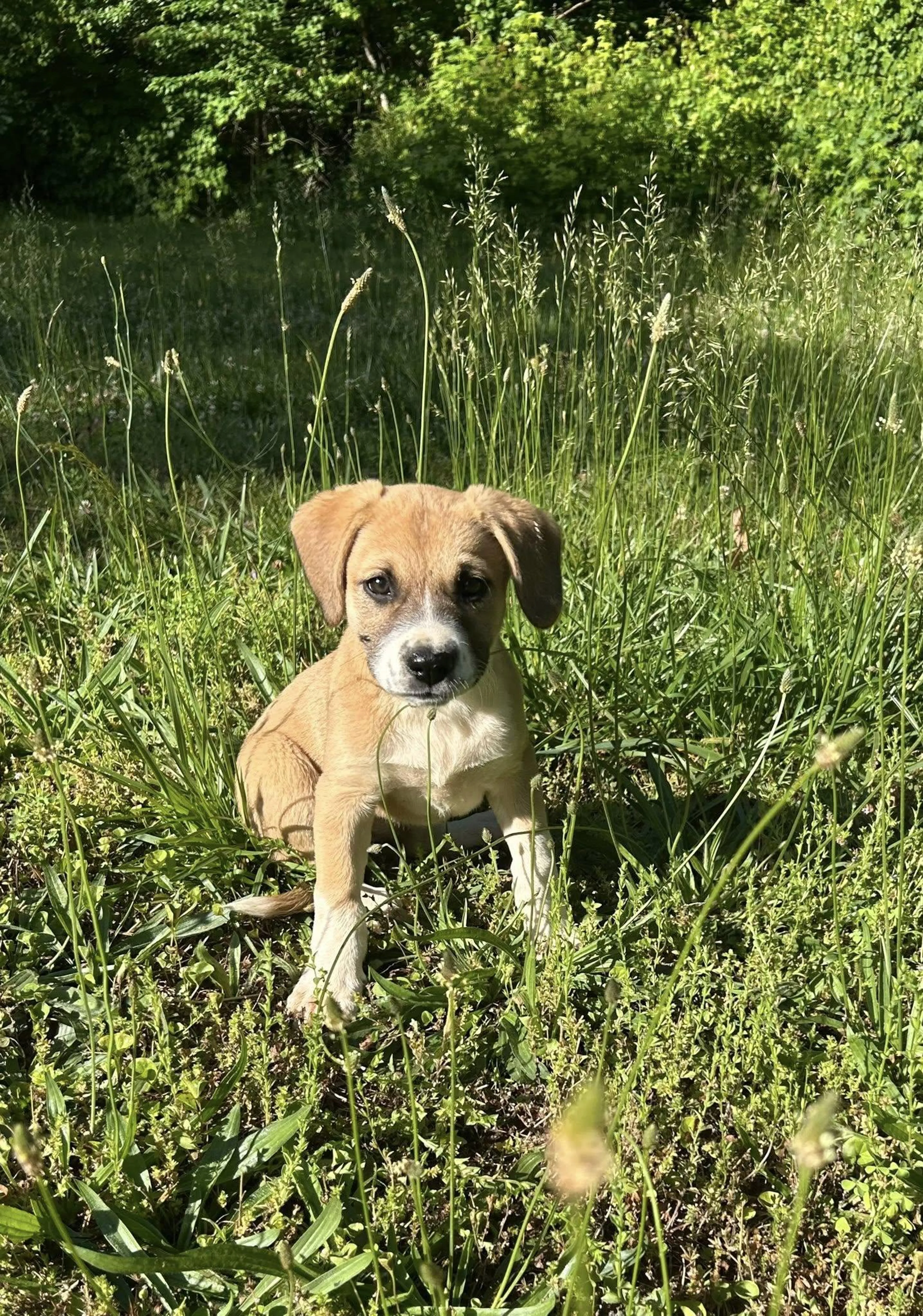 Found pet-1