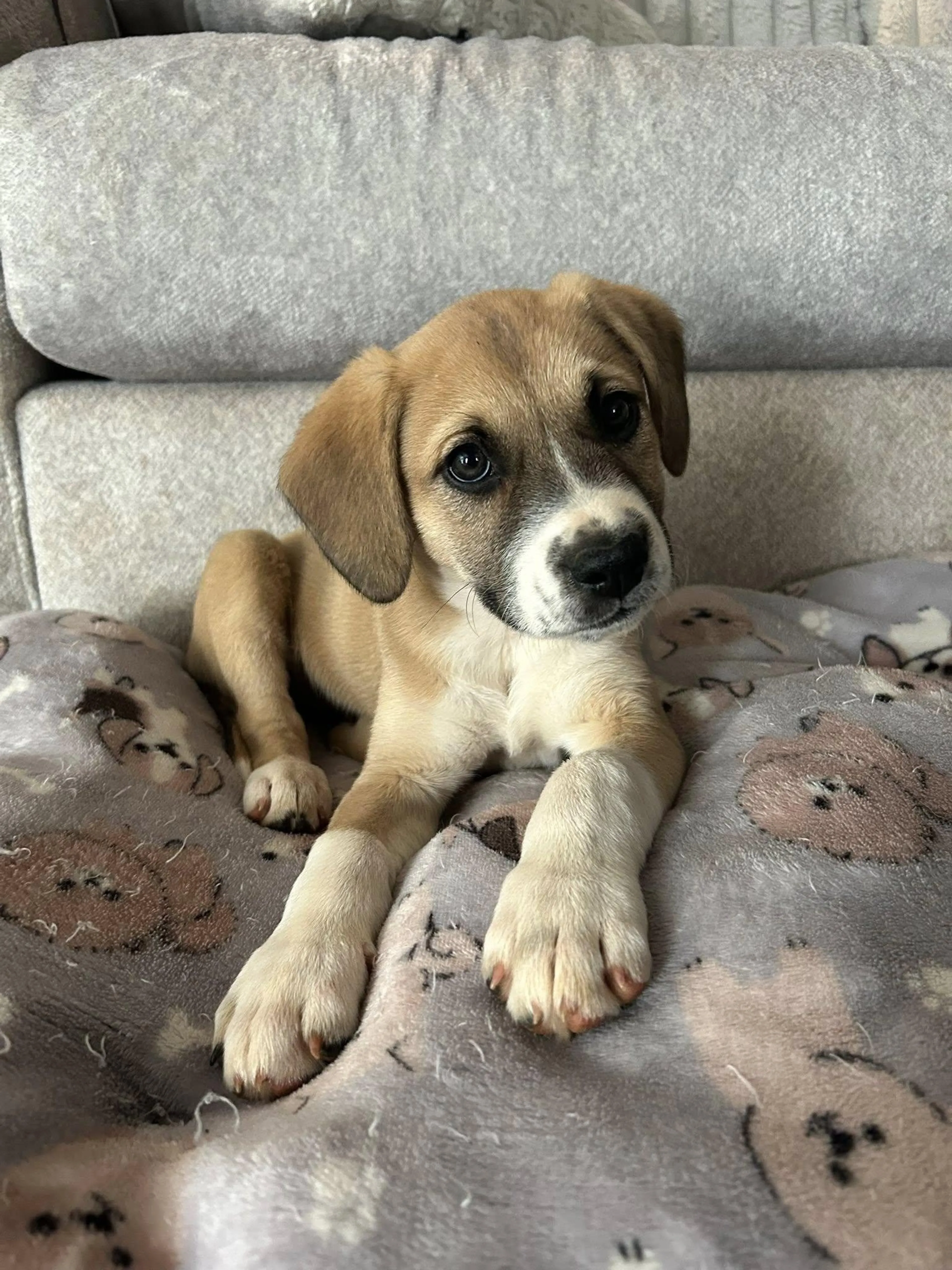 Found pet-2