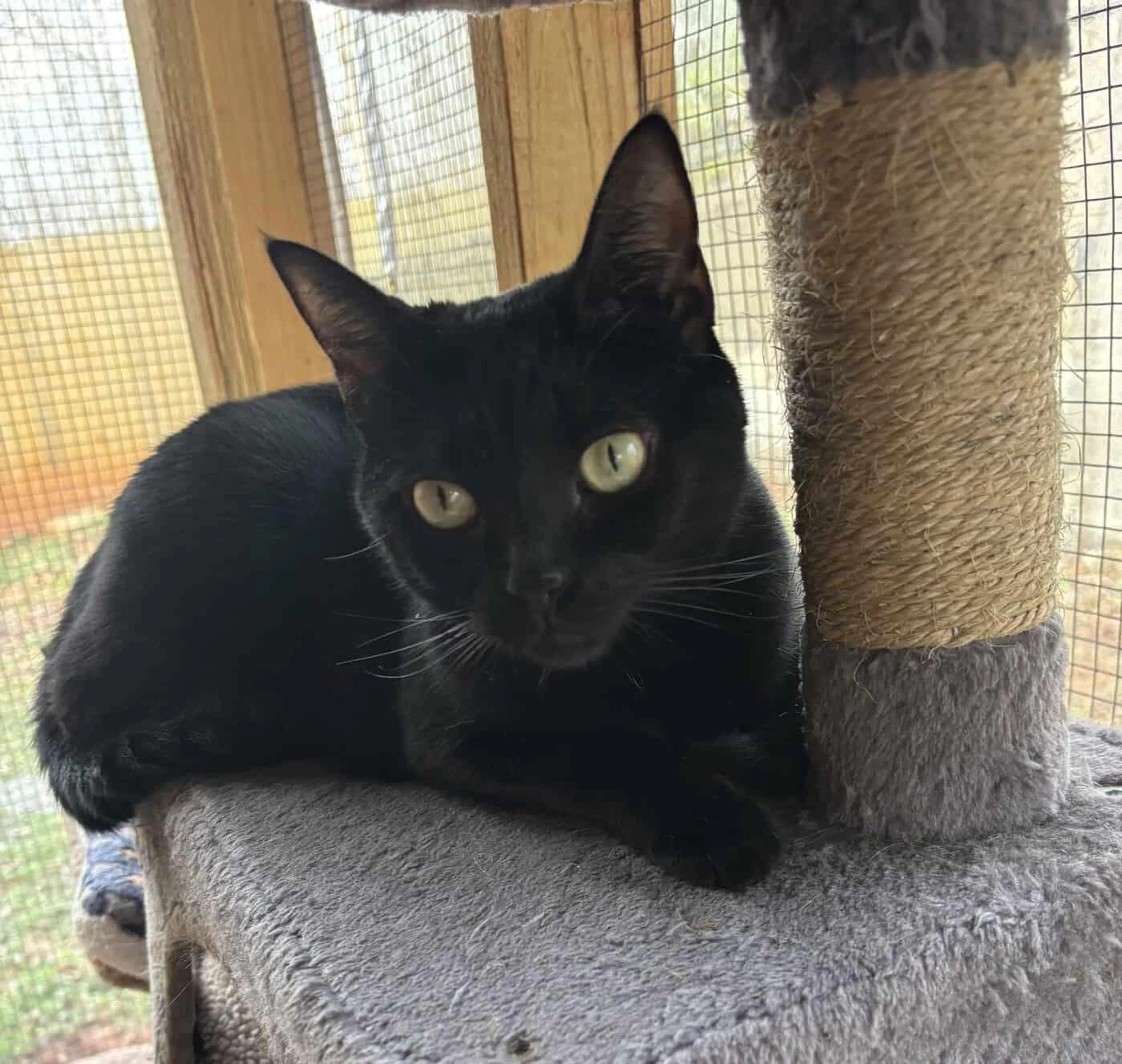 Found pet-1