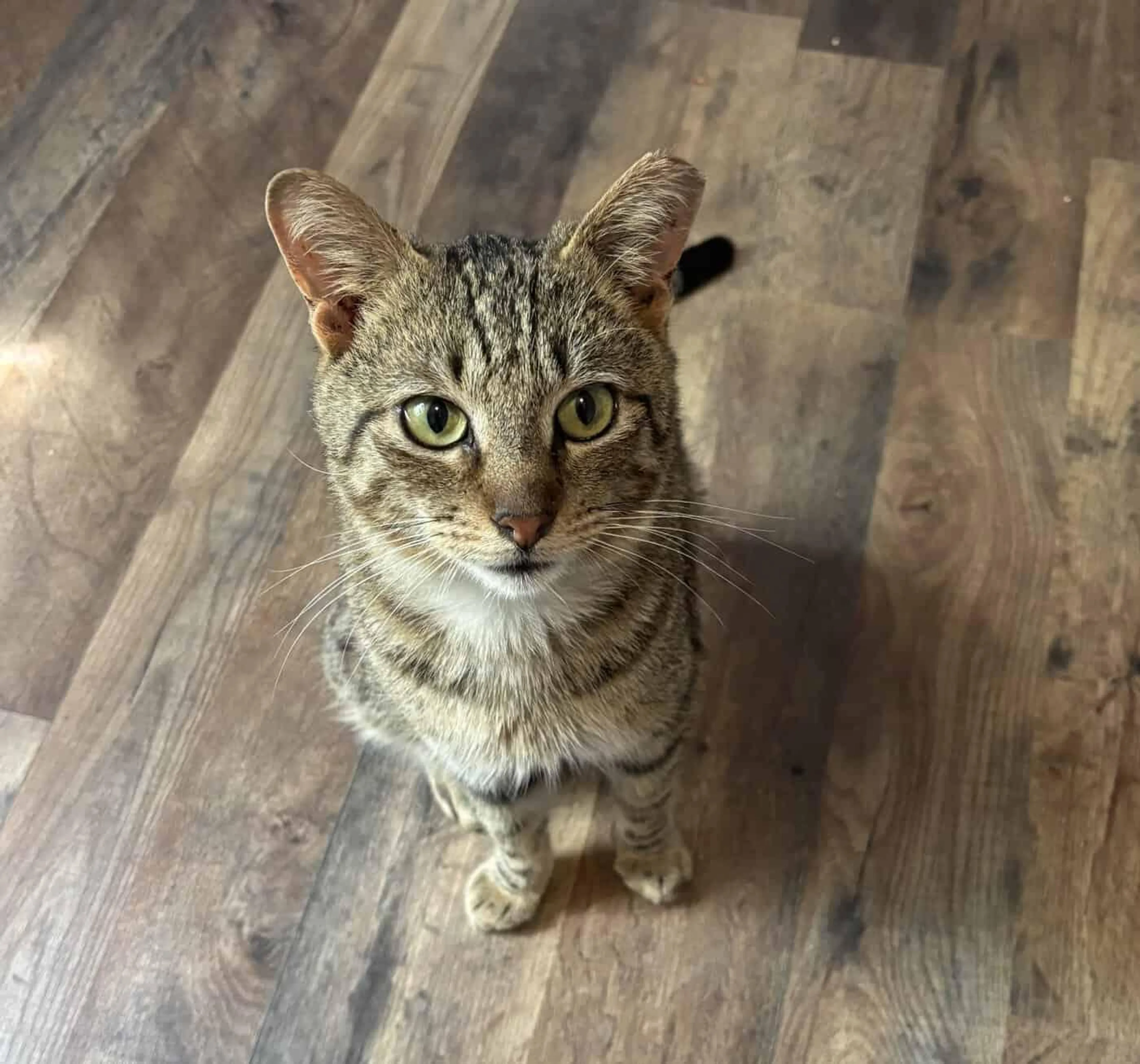 Found pet-2