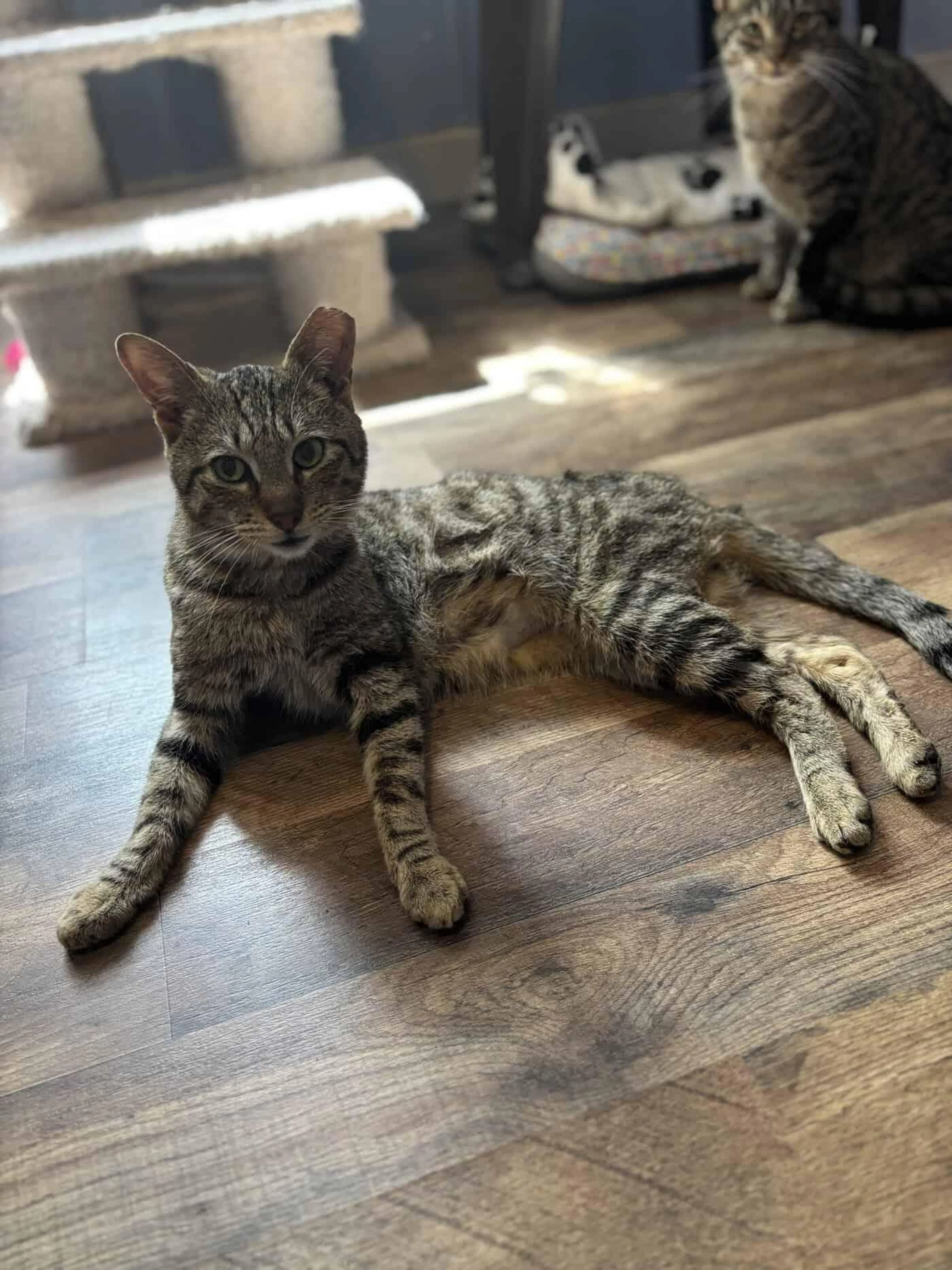 Found pet-0